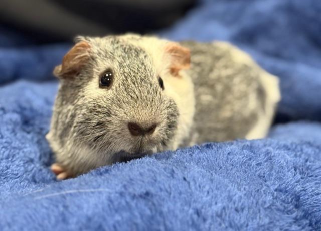 Seagull, Adoptable, Adult Male Guinea Pig.