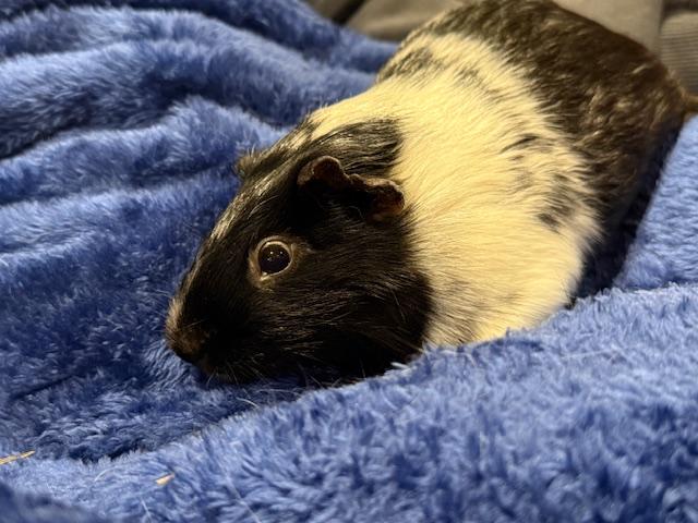 Pickle, Seagull & Skunk, a Adoptable Guinea Pig in Merrimack, NH image 4/6