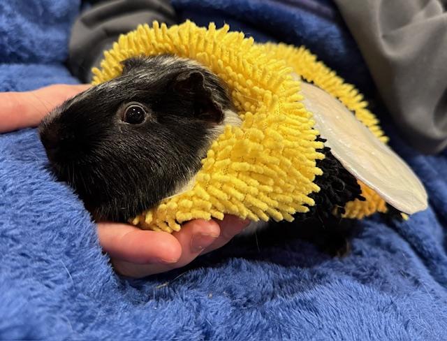 Pickle, Seagull & Skunk, a Adoptable Guinea Pig in Merrimack, NH image 6/6