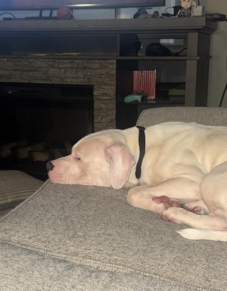 Yeti, Adoptable, Adult Male Boxer.