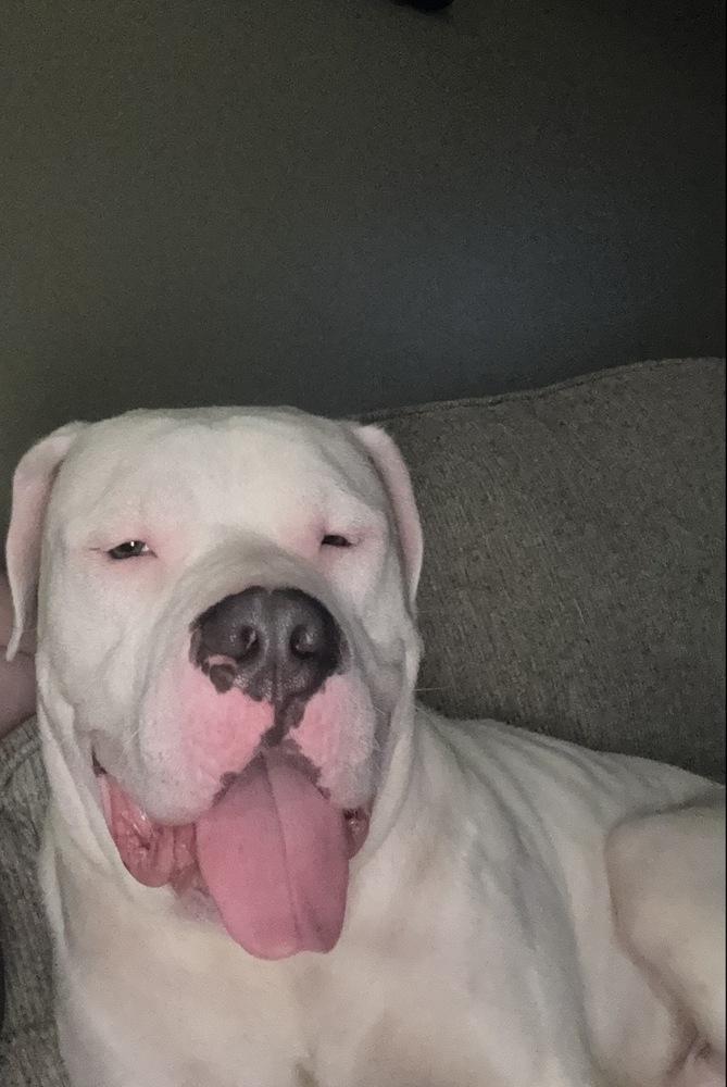 Enlarge Yeti, a Adoptable mixed breed in Irwin, PA image 2/3