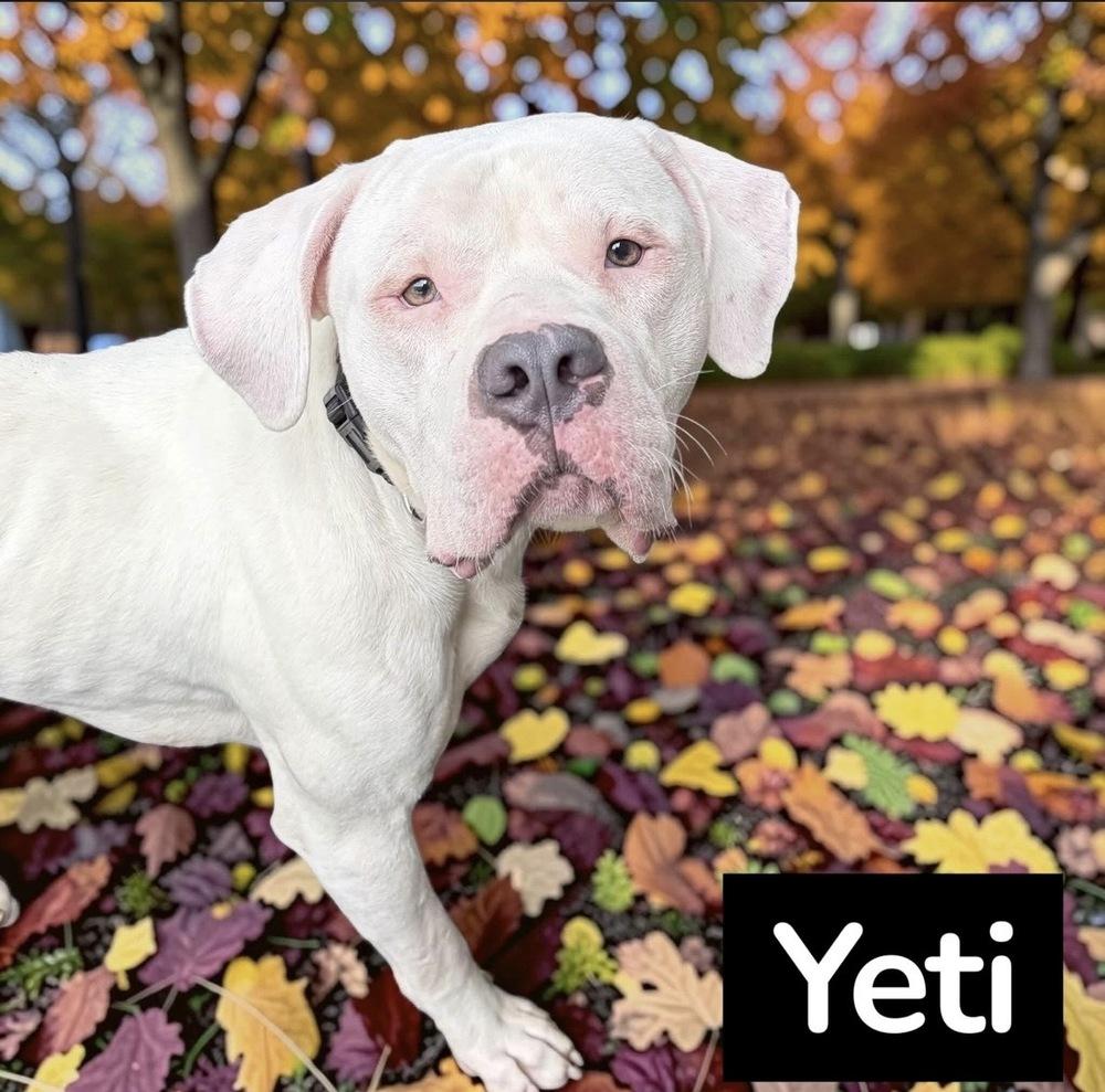 Yeti, Adoptable, Adult Male Boxer.