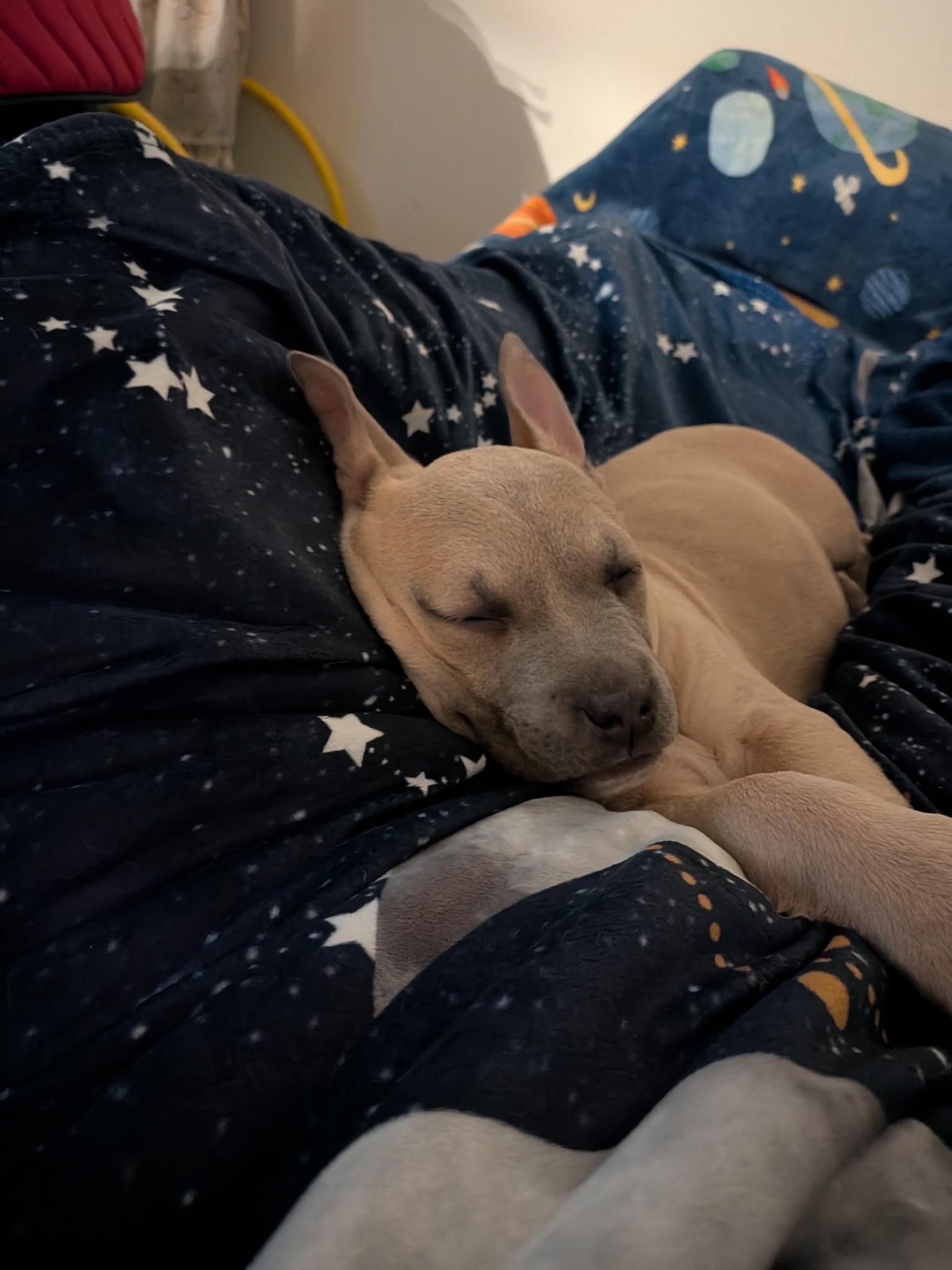 Enlarge Hopper, an adopted mixed breed in Knoxville, TN image 3/4