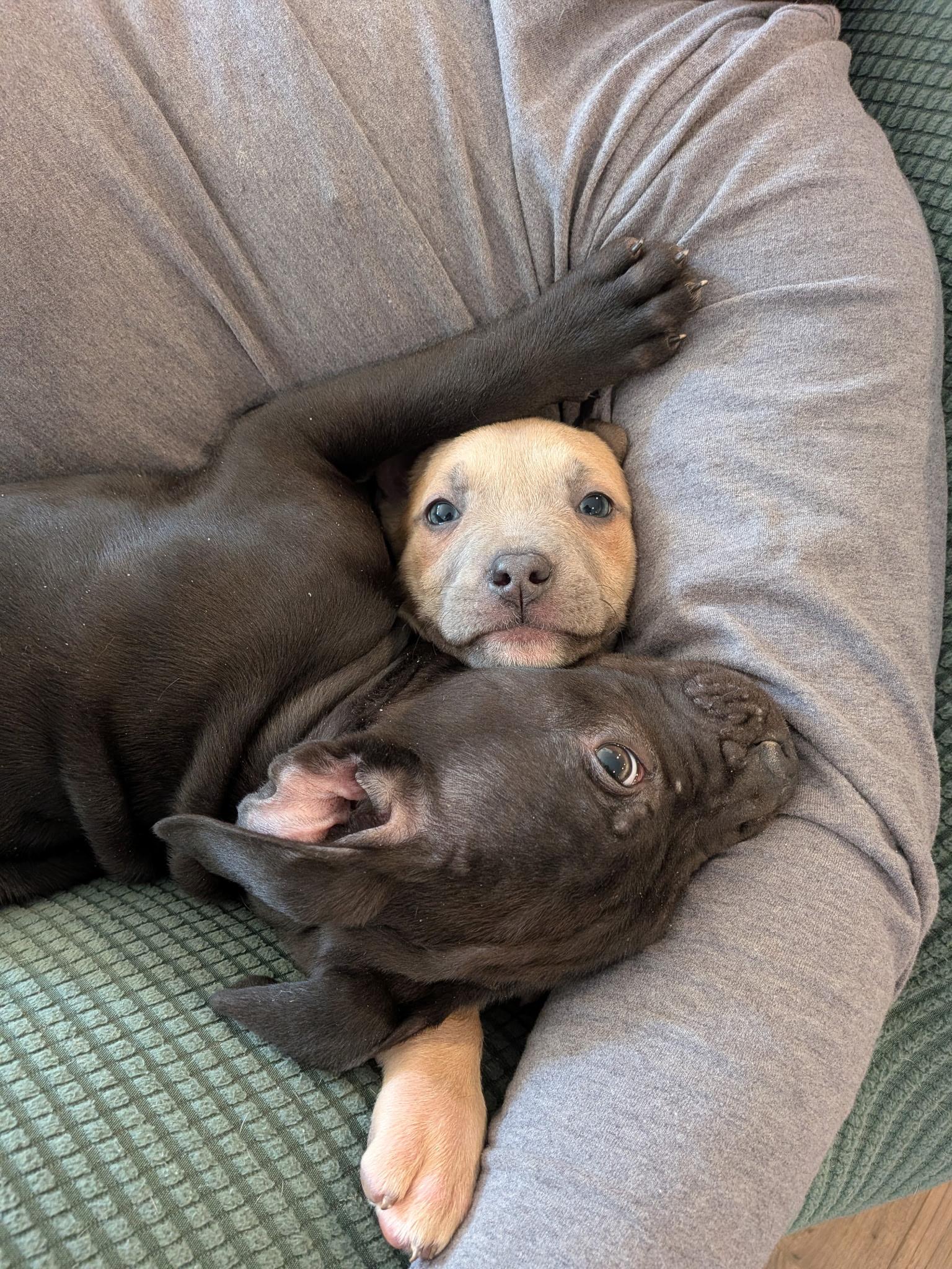 Enlarge Hopper, an adopted mixed breed in Knoxville, TN image 4/4