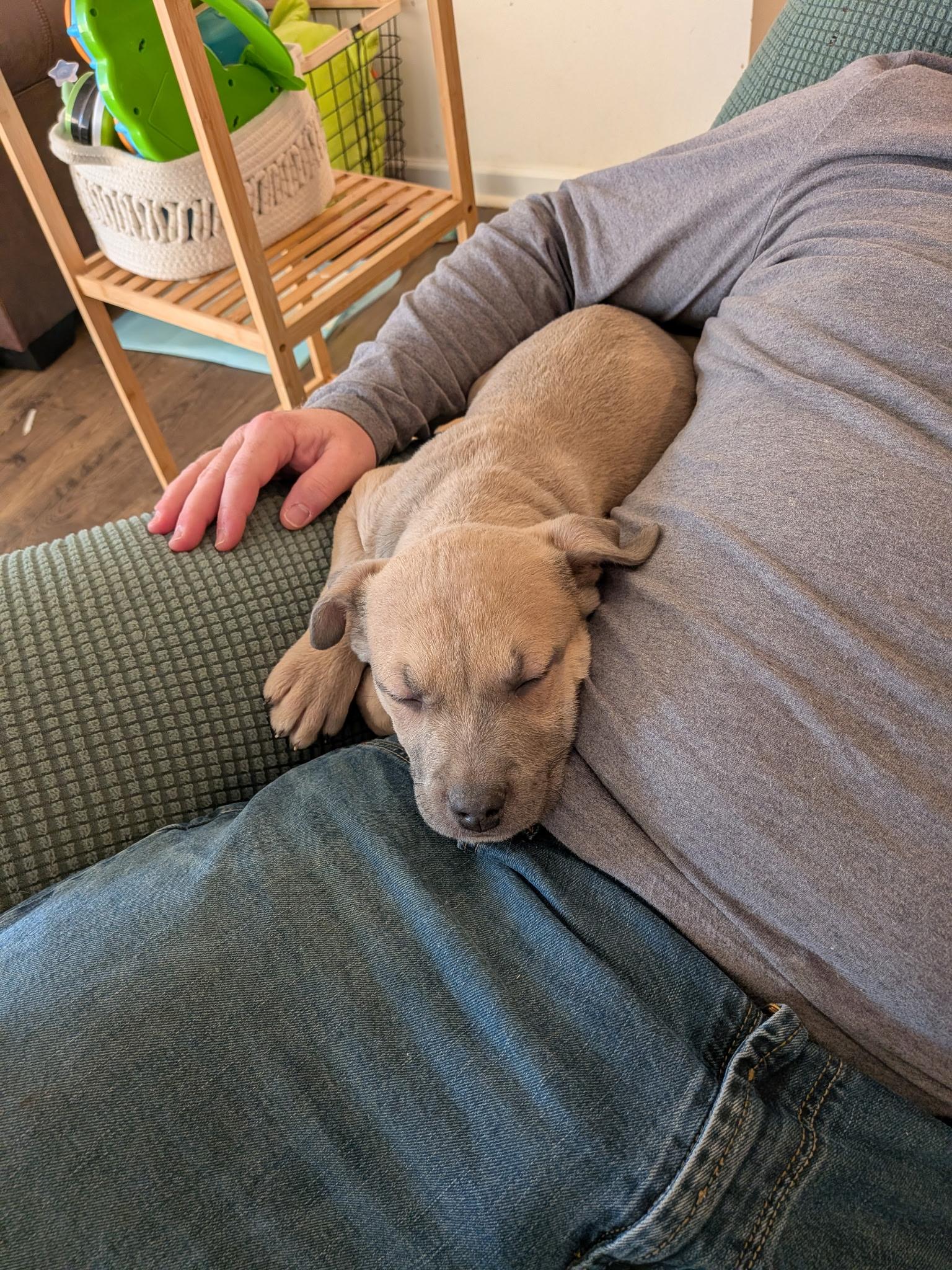 Enlarge Hopper, an adopted mixed breed in Knoxville, TN image 2/4