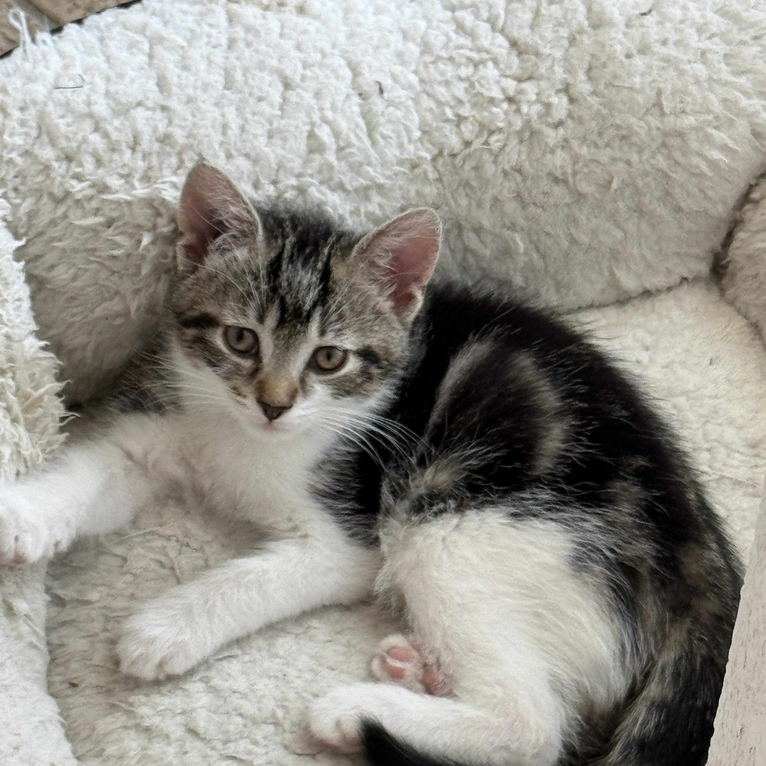 Ares, adopted, Kitten Male Domestic Short Hair.