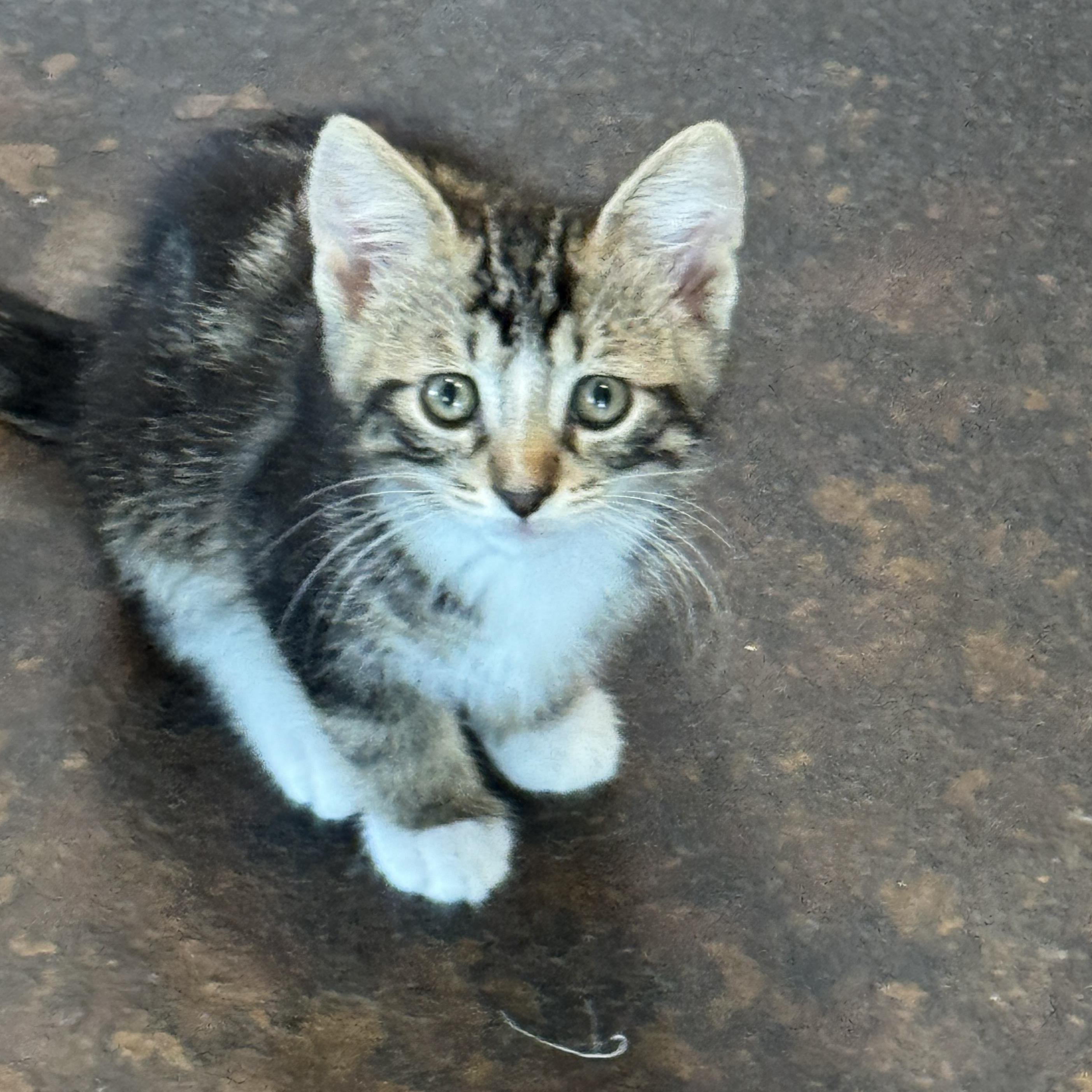 Enlarge Ares, an adopted Domestic Short Hair in Milwaukee, WI image 6/6