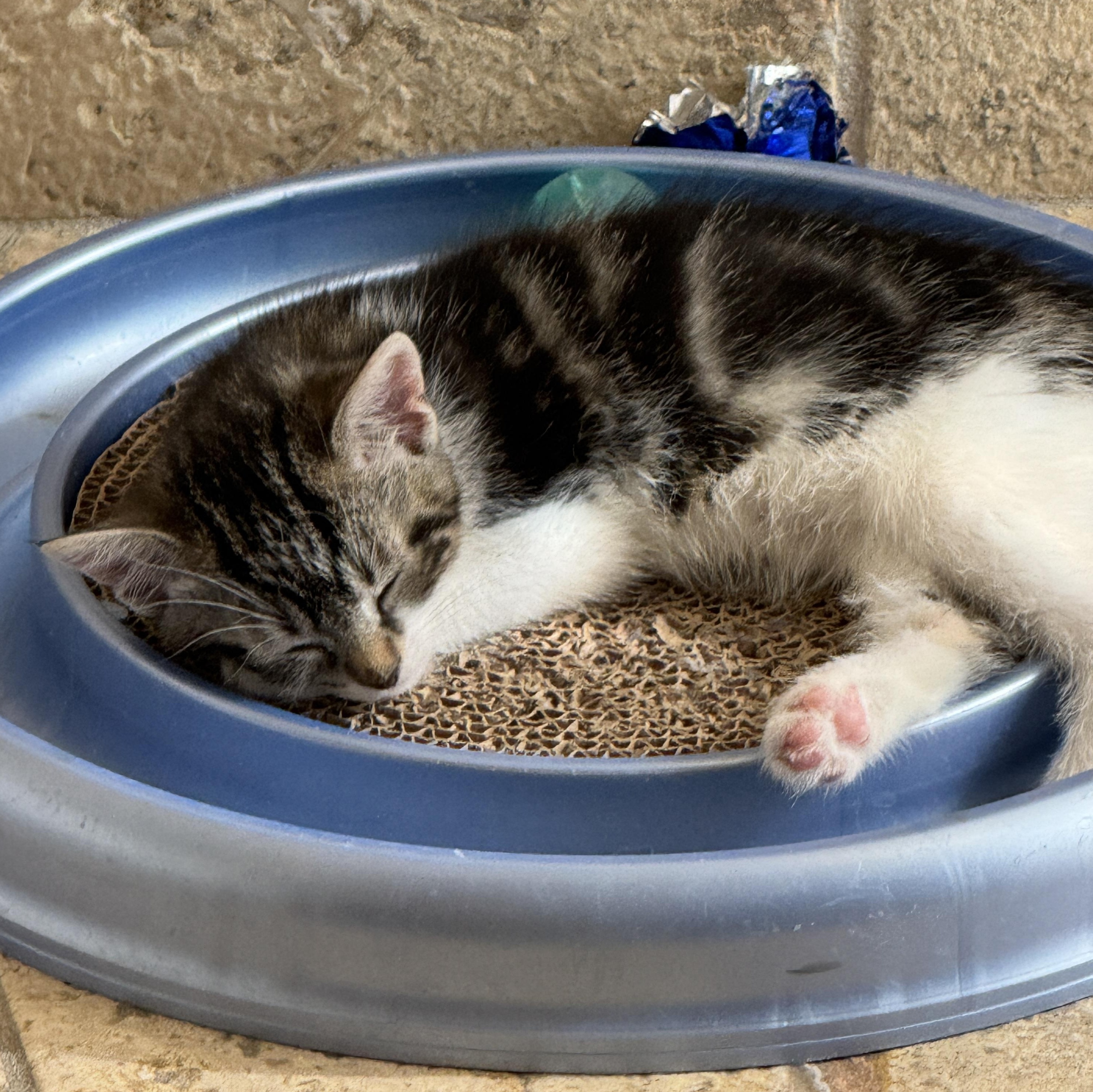 Enlarge Ares, an adopted Domestic Short Hair in Milwaukee, WI image 5/6