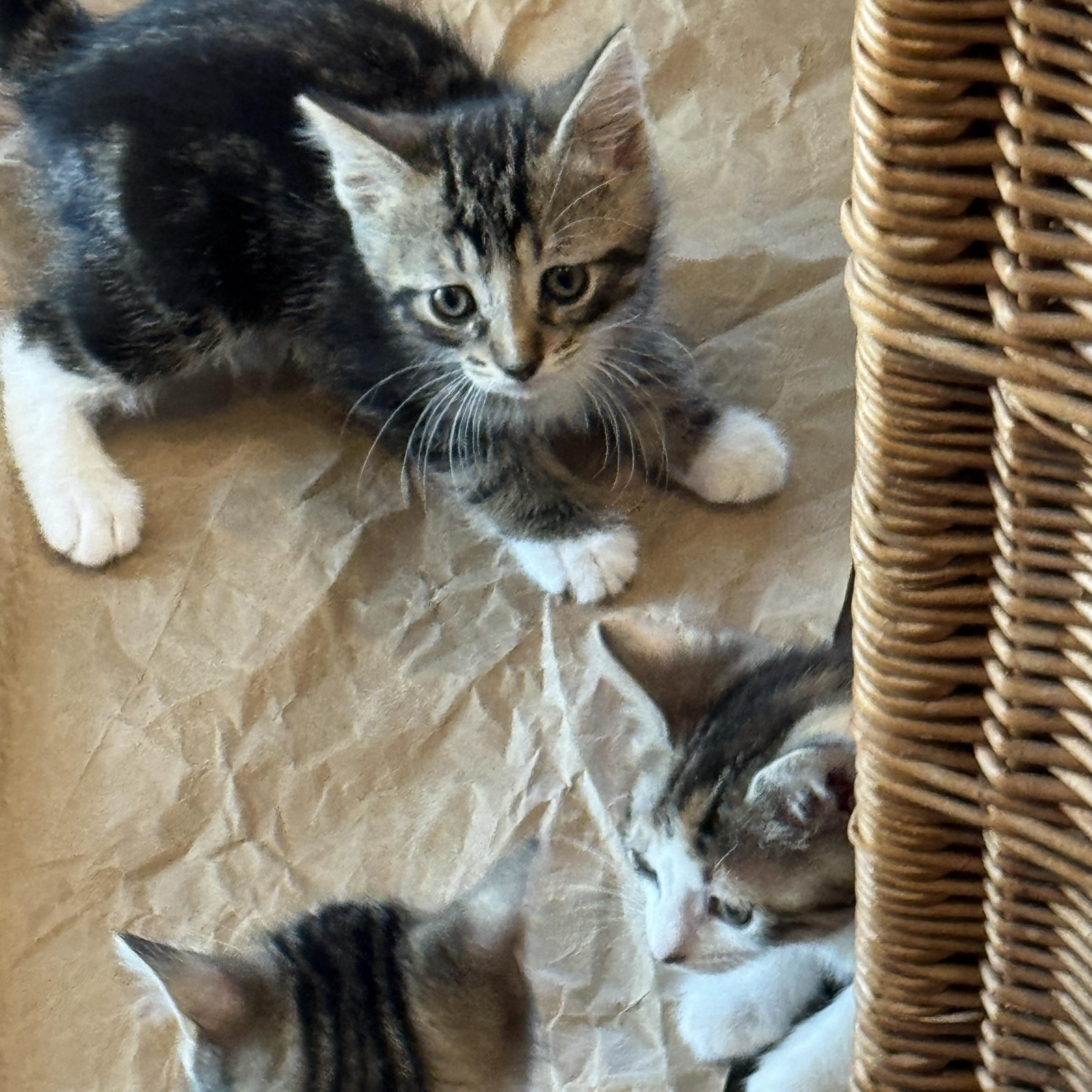 Enlarge Ares, an adopted Domestic Short Hair in Milwaukee, WI image 2/6