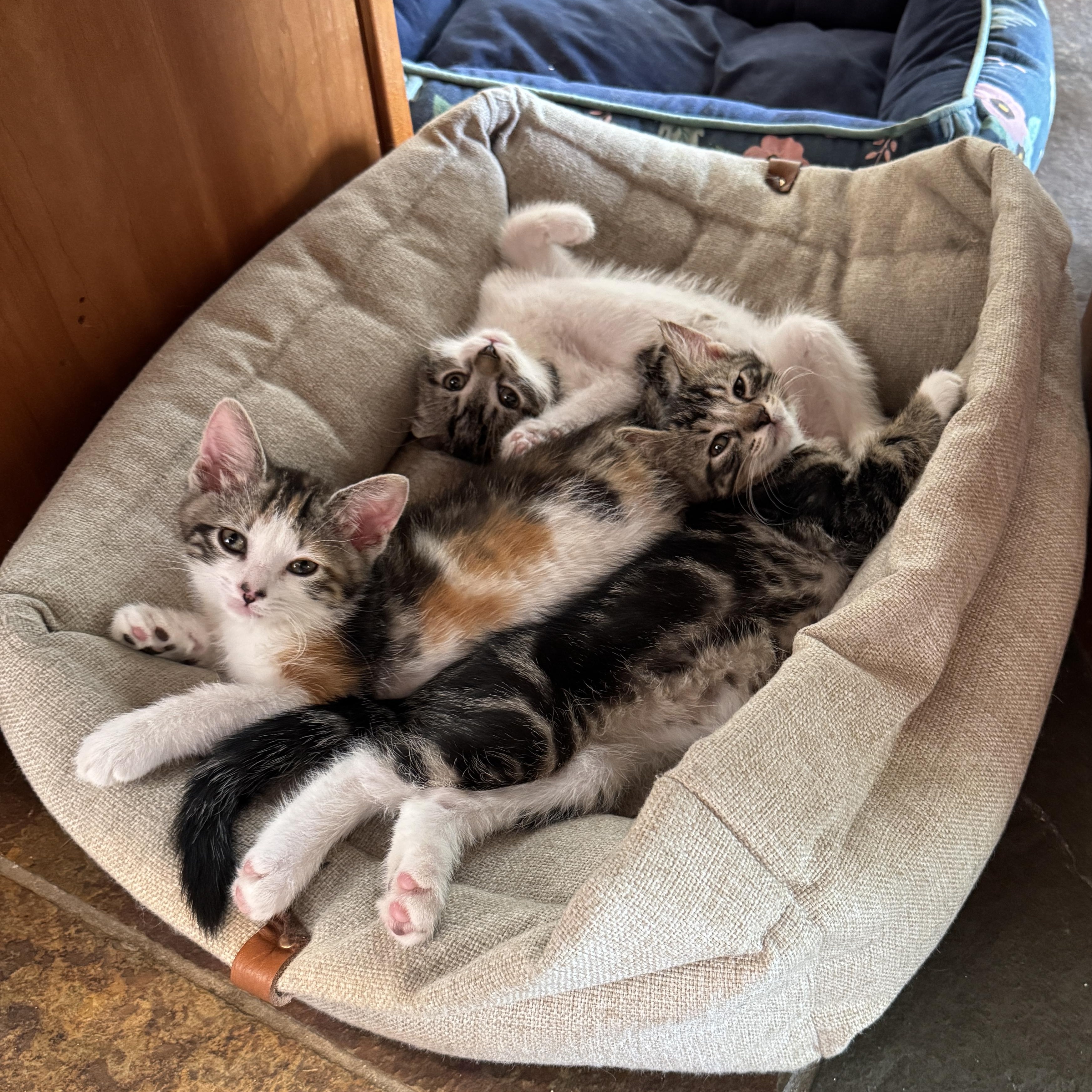 Enlarge Ares, an adopted Domestic Short Hair in Milwaukee, WI image 3/6