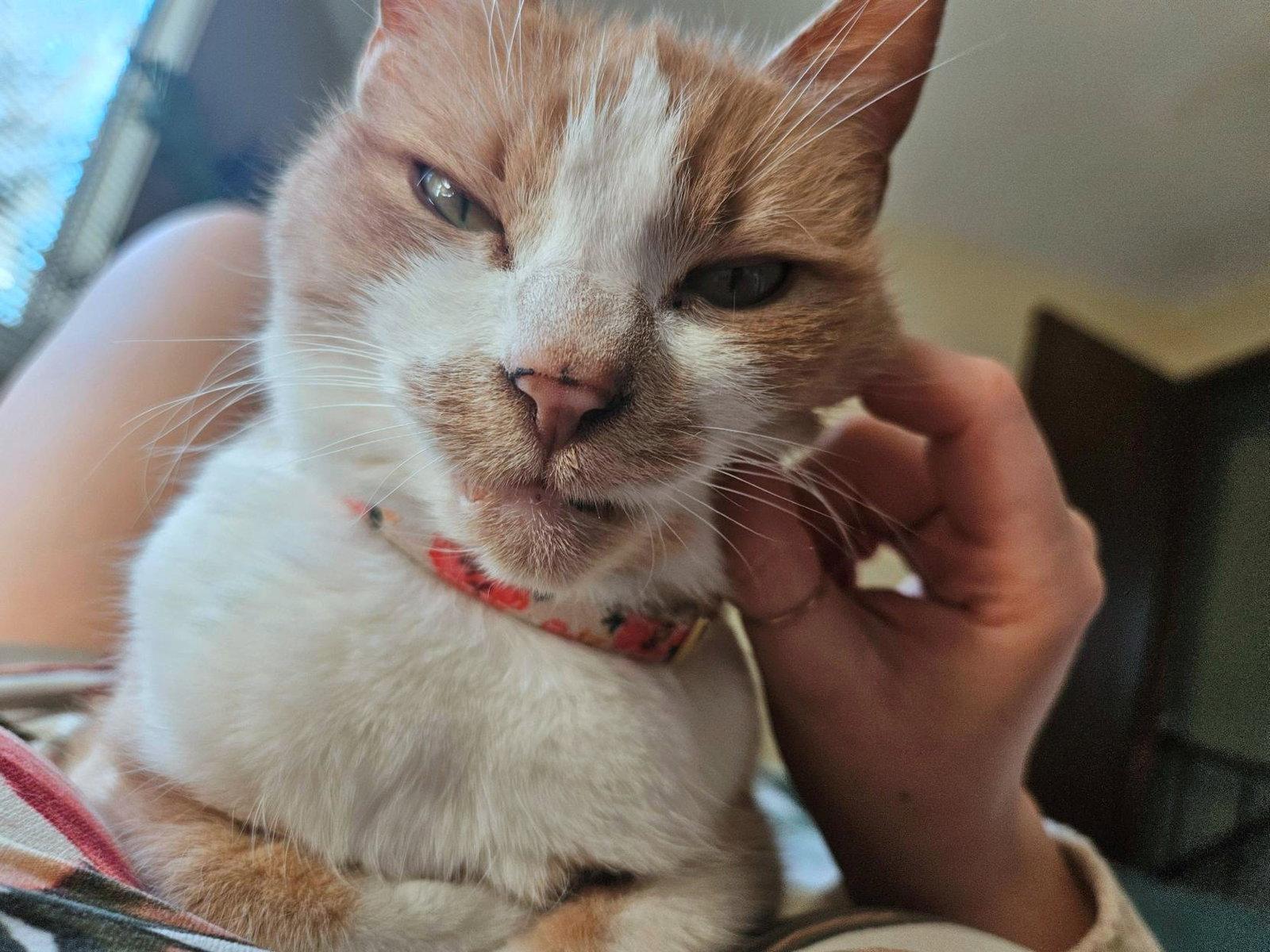 PENNY #1931 - Offered by Owner -Friendly Senior, a Adoptable Domestic Short Hair in Hillsboro, OR image 1/3