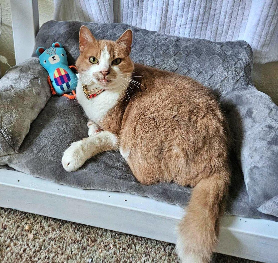 PENNY #1931 - Offered by Owner -Friendly Senior, a Adoptable Domestic Short Hair in Hillsboro, OR image 2/3