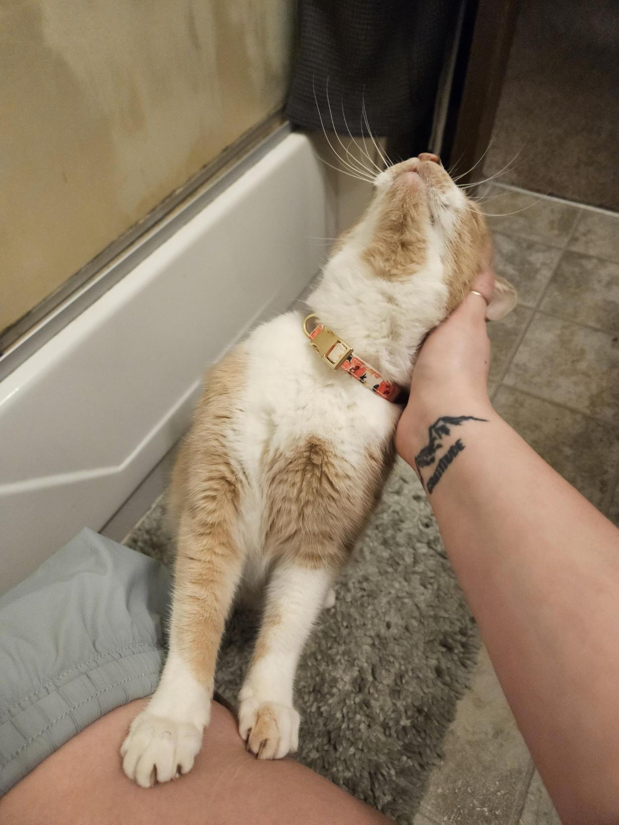 PENNY #1931 - Offered by Owner -Friendly Senior, a Adoptable Domestic Short Hair in Hillsboro, OR image 3/3