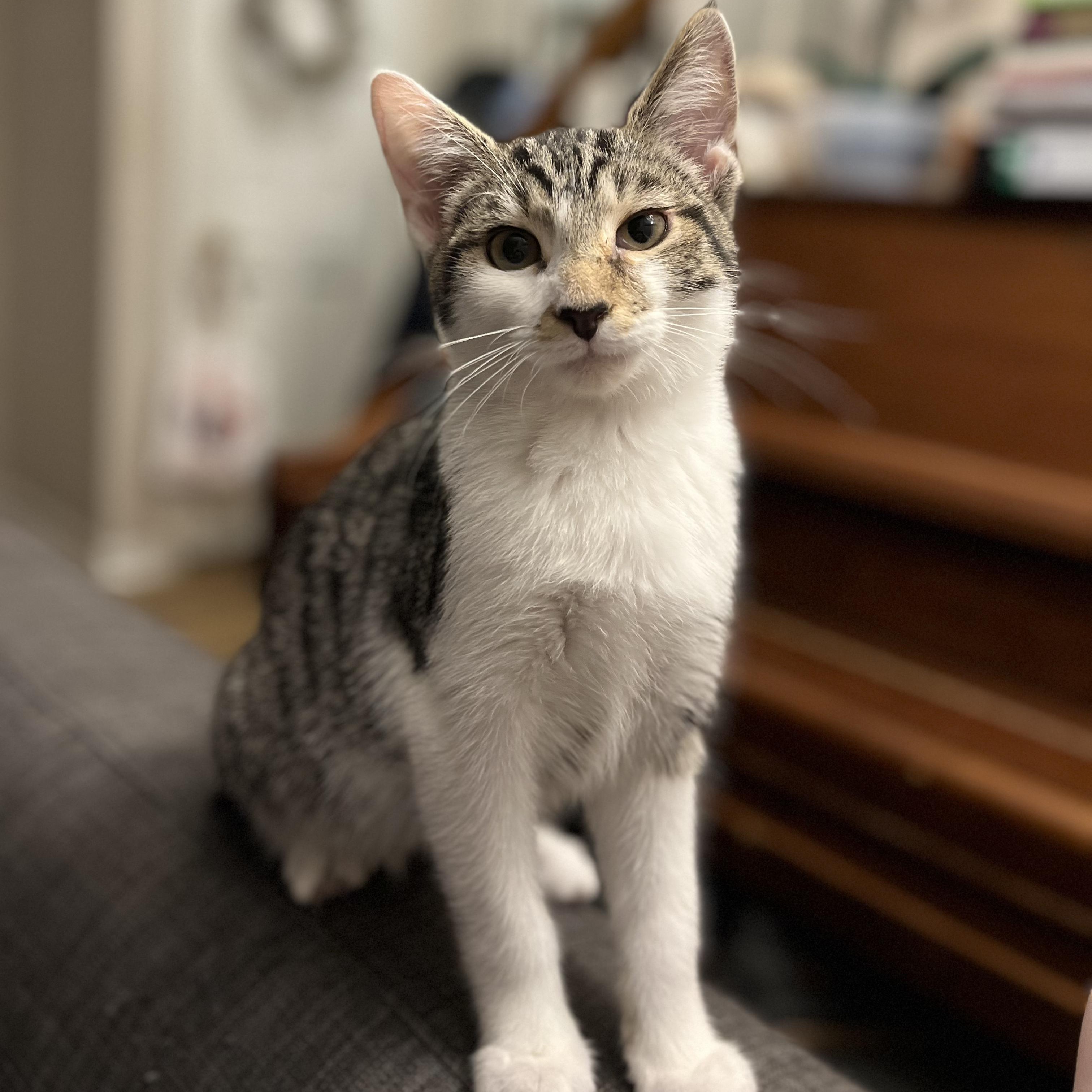 Hypoallergenic Cat Rescue: Find Your Perfect Allergy-Friendly Pet Today