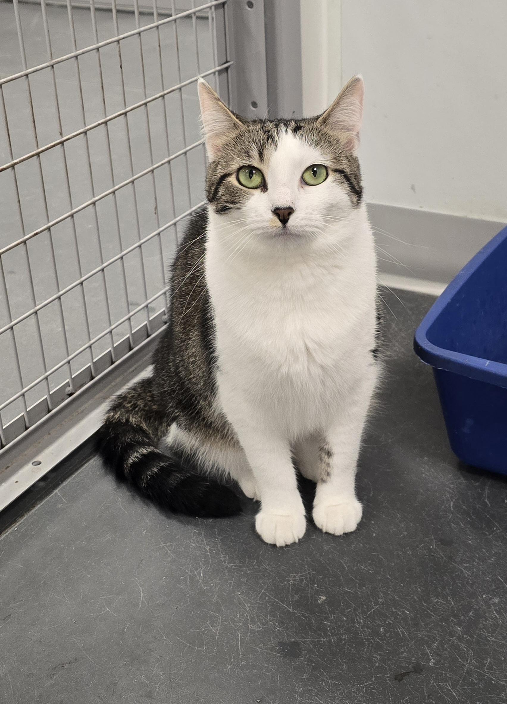 Marmoset, Adoptable, Adult Female Domestic Short Hair.