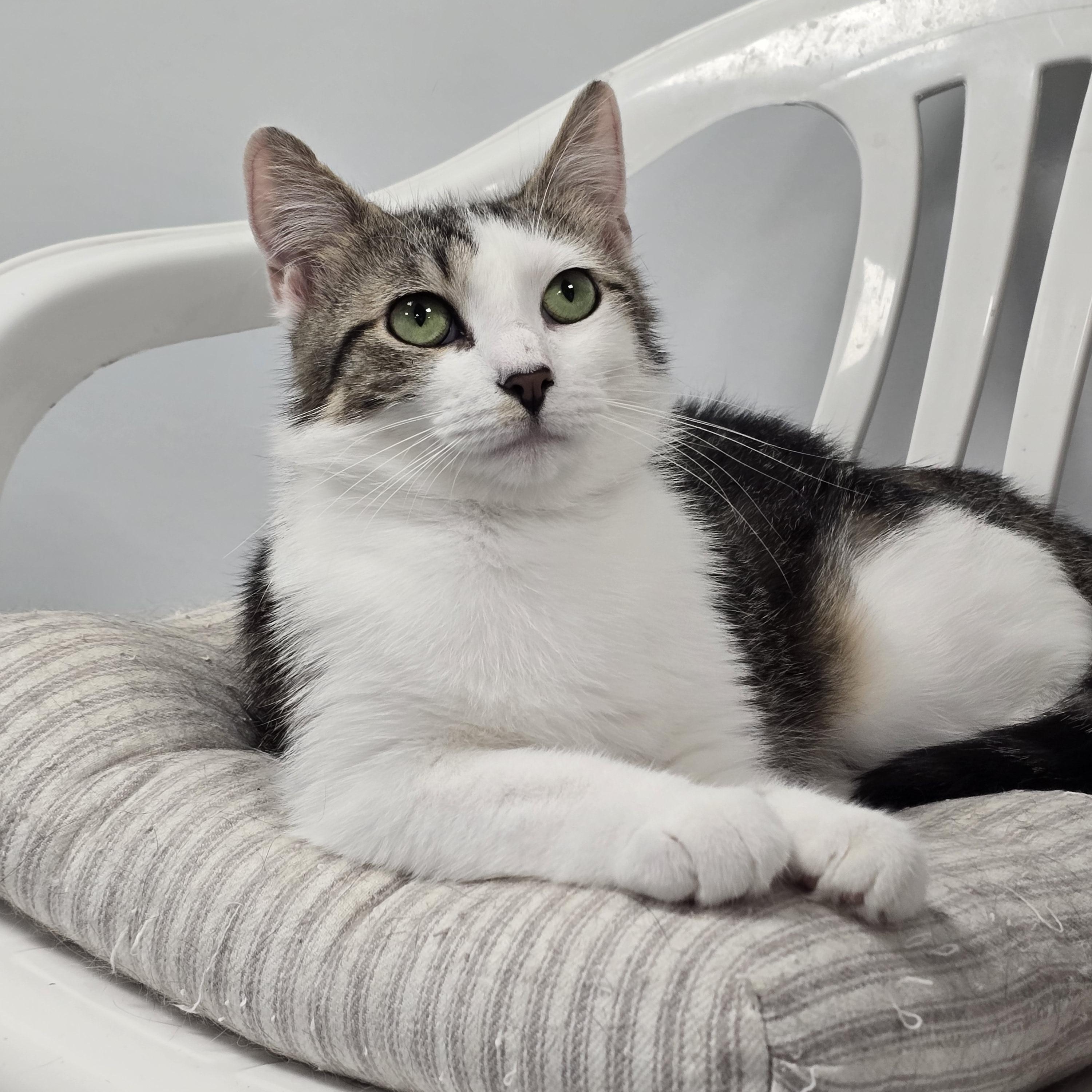 Enlarge Marmoset, a Adoptable Domestic Short Hair in Williamsport, PA image 2/2