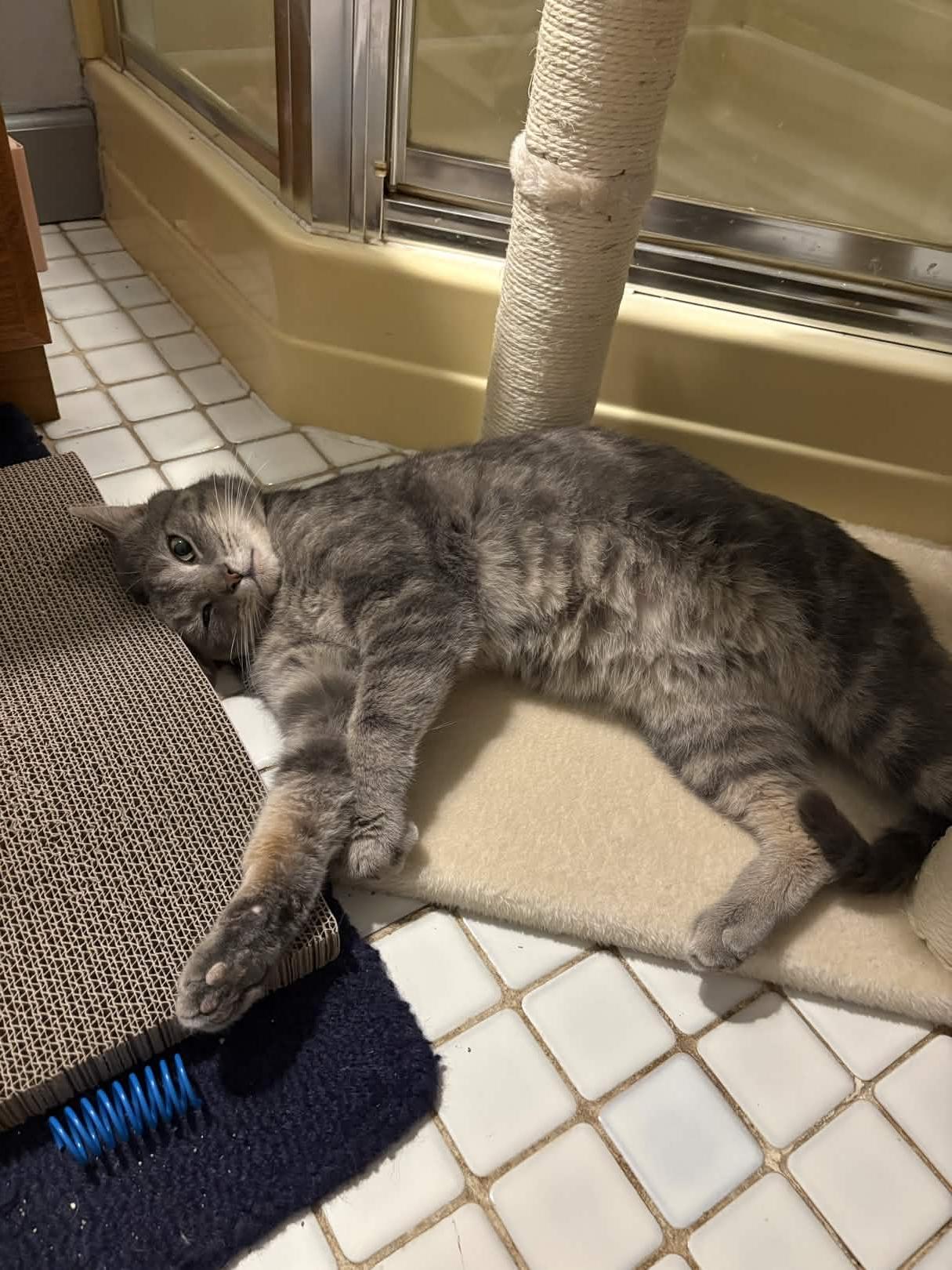 Enlarge Earl Grey, an adoptable Domestic Short Hair in Cleveland Heights, OH image 2/6