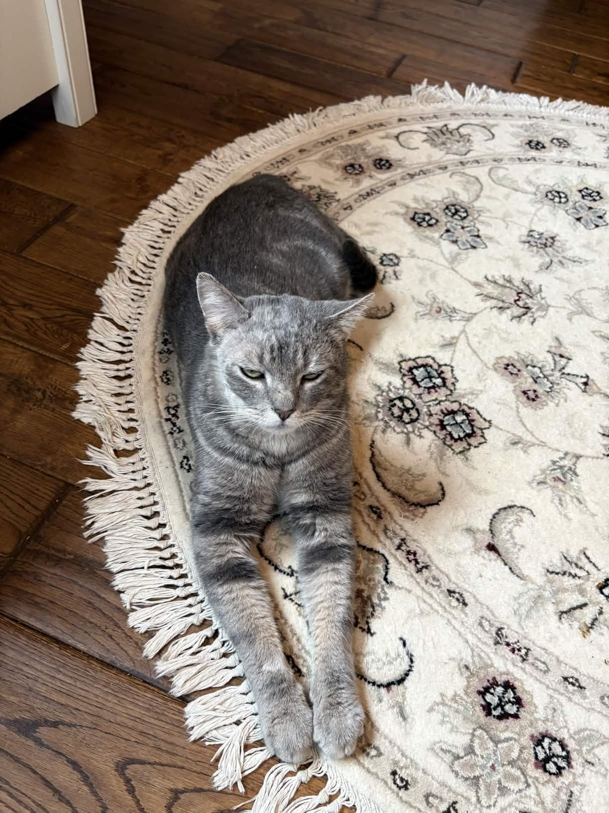 Enlarge Earl Grey, an adoptable Domestic Short Hair in Cleveland Heights, OH image 3/6