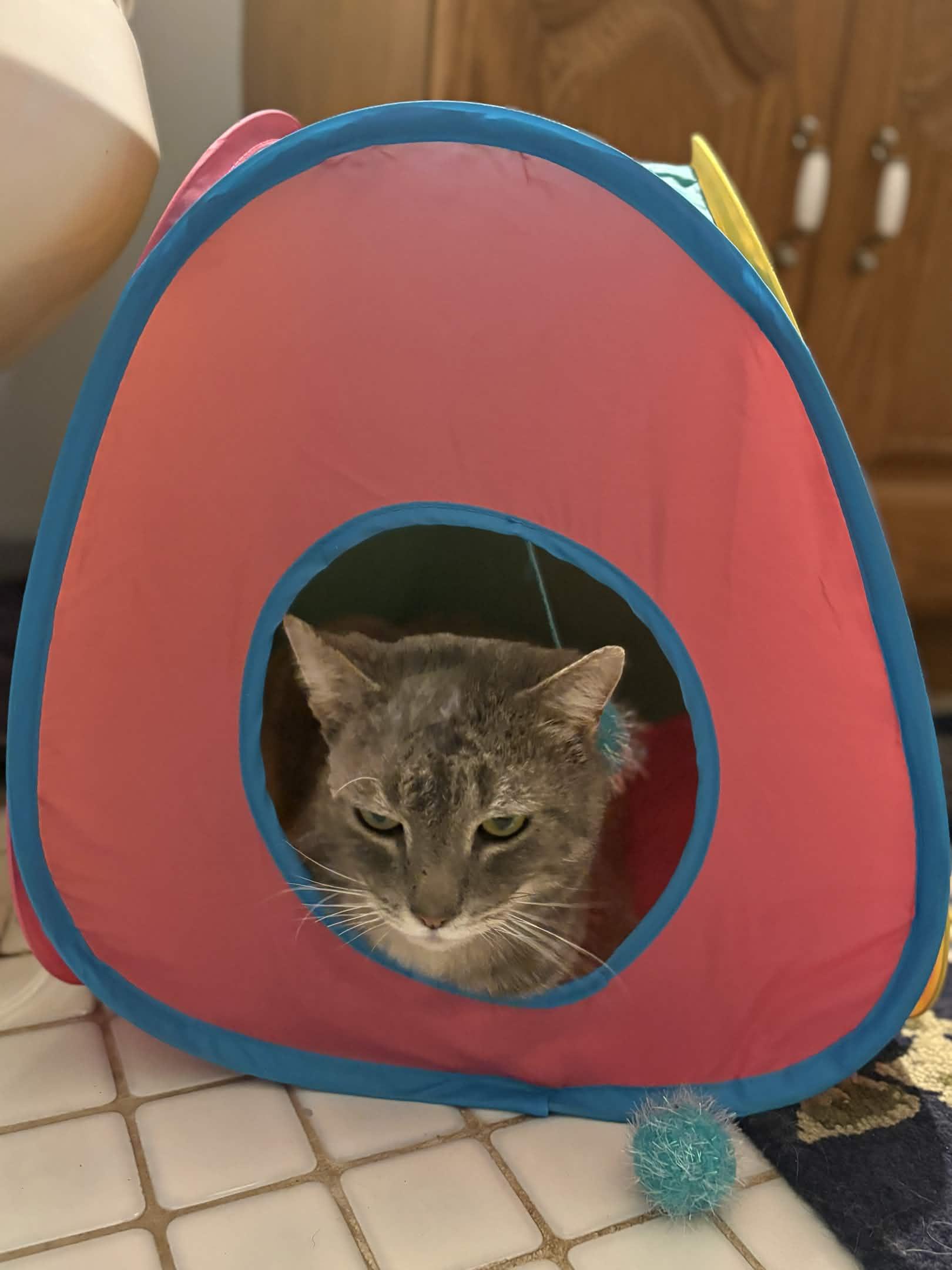 Enlarge Earl Grey, an adoptable Domestic Short Hair in Cleveland Heights, OH image 4/6