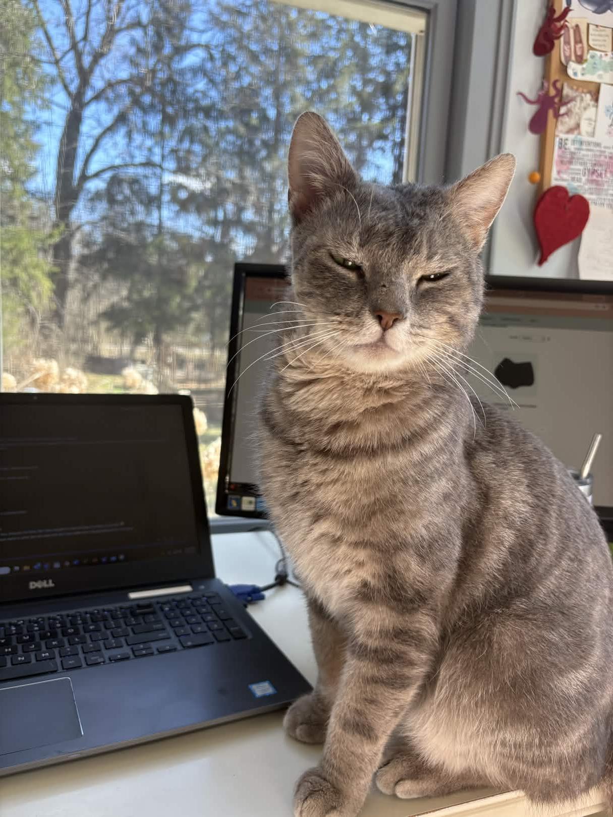 Enlarge Earl Grey, an adoptable Domestic Short Hair in Cleveland Heights, OH image 1/6