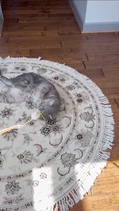 Enlarge Earl Grey, an adoptable Domestic Short Hair in Cleveland Heights, OH video 6/6