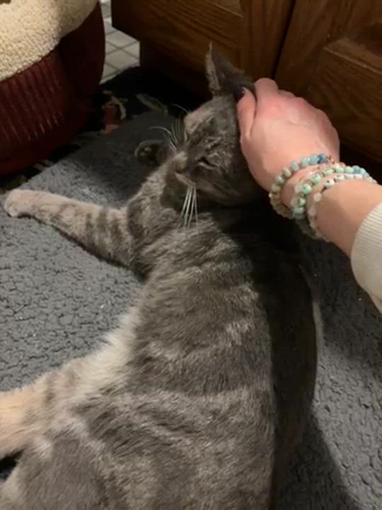 Enlarge Earl Grey, an adoptable Domestic Short Hair in Cleveland Heights, OH video 5/6