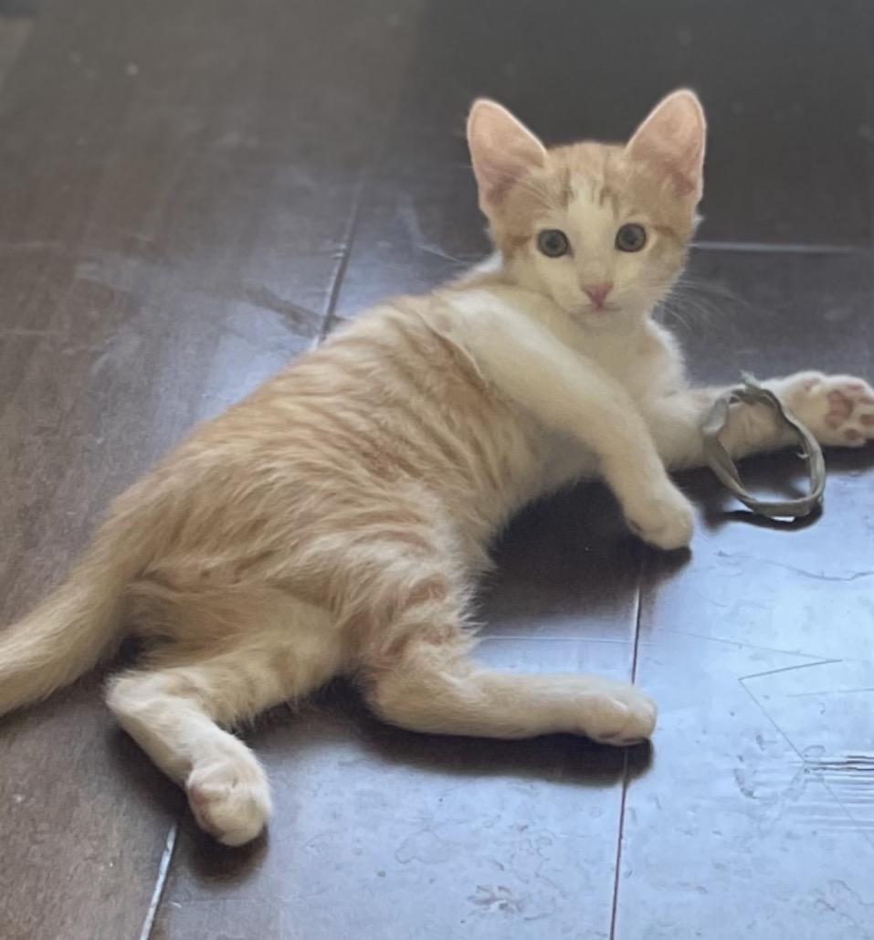 Mak, Adopted, Kitten Male Tabby.