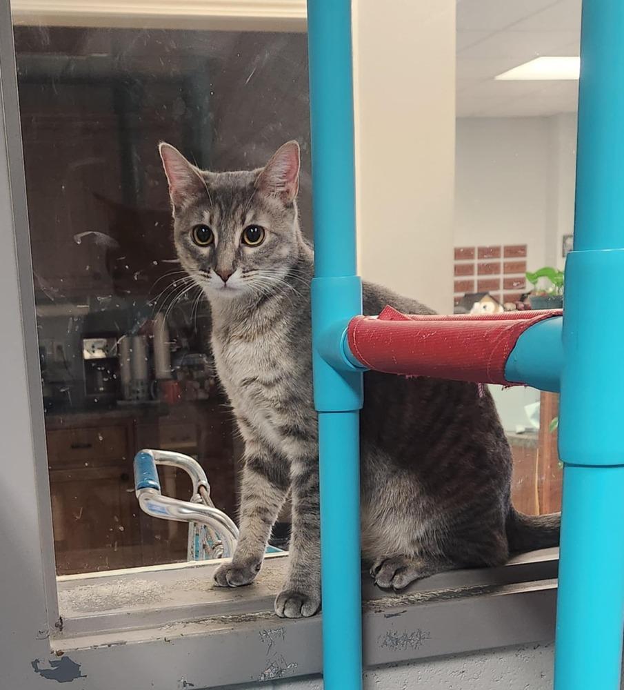 MONTANA, Adoptable, Young Female Domestic Short Hair & Tabby.