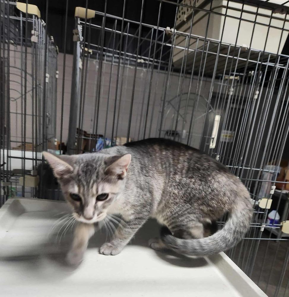 Enlarge MONTANA, a Adoptable mixed breed in Lexington, TN image 2/2