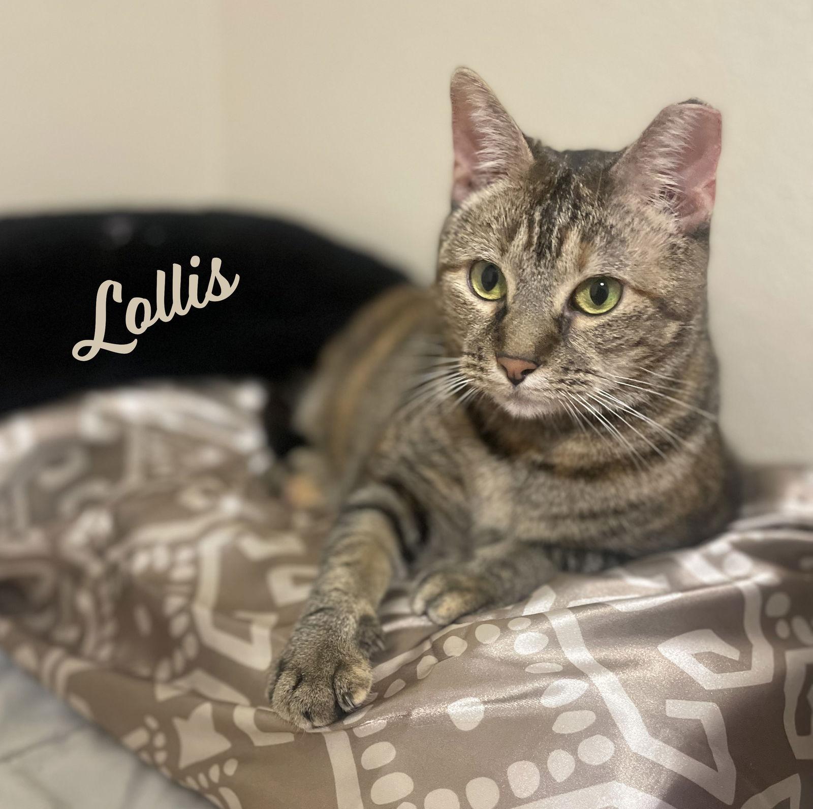 Lollis #great-playmate-for-kids, Adoptable, Adult Female Tabby & Domestic Short Hair.