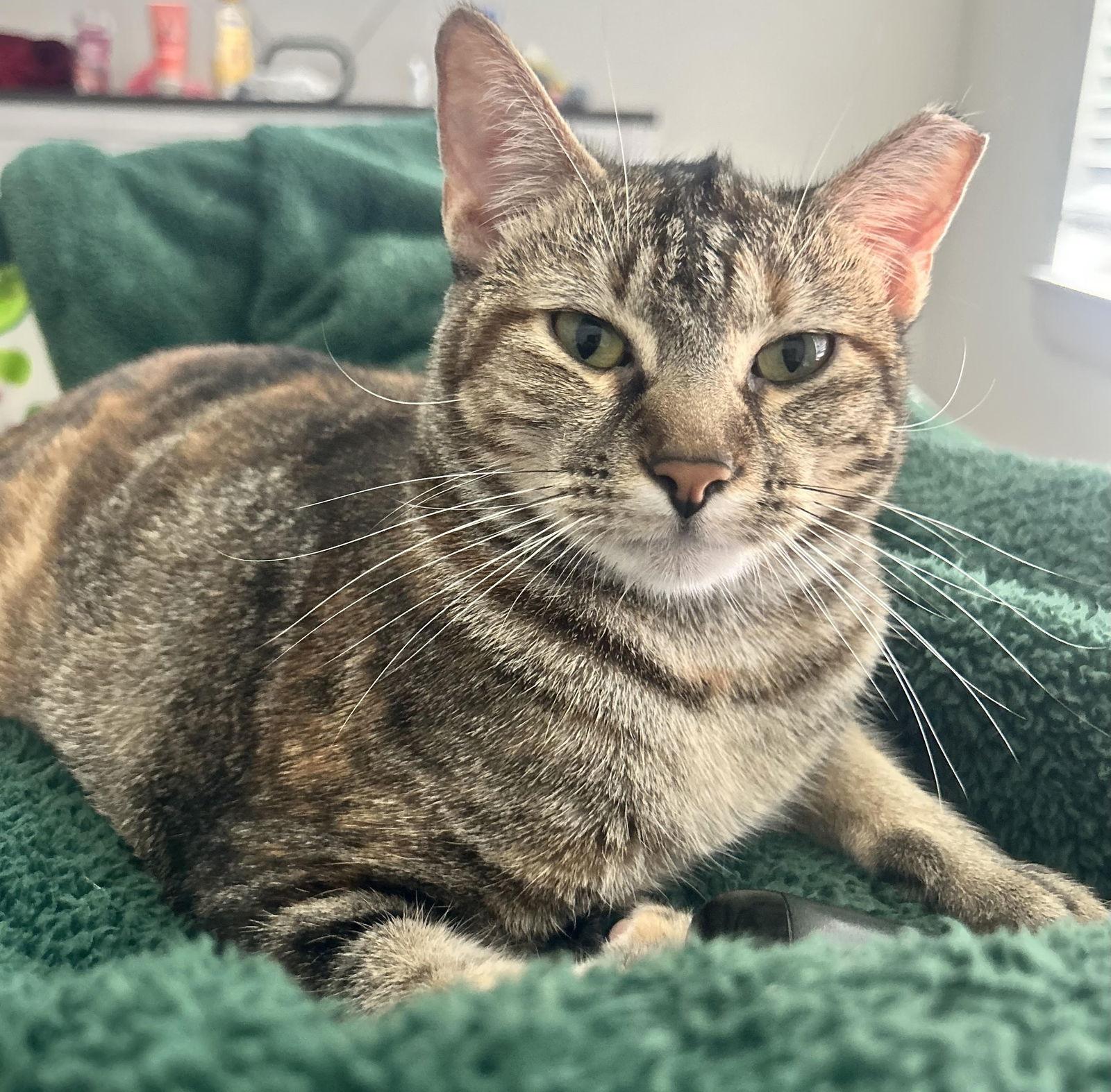 Lollis #great-playmate-for-kids, Adoptable, Adult Female Tabby & Domestic Short Hair.