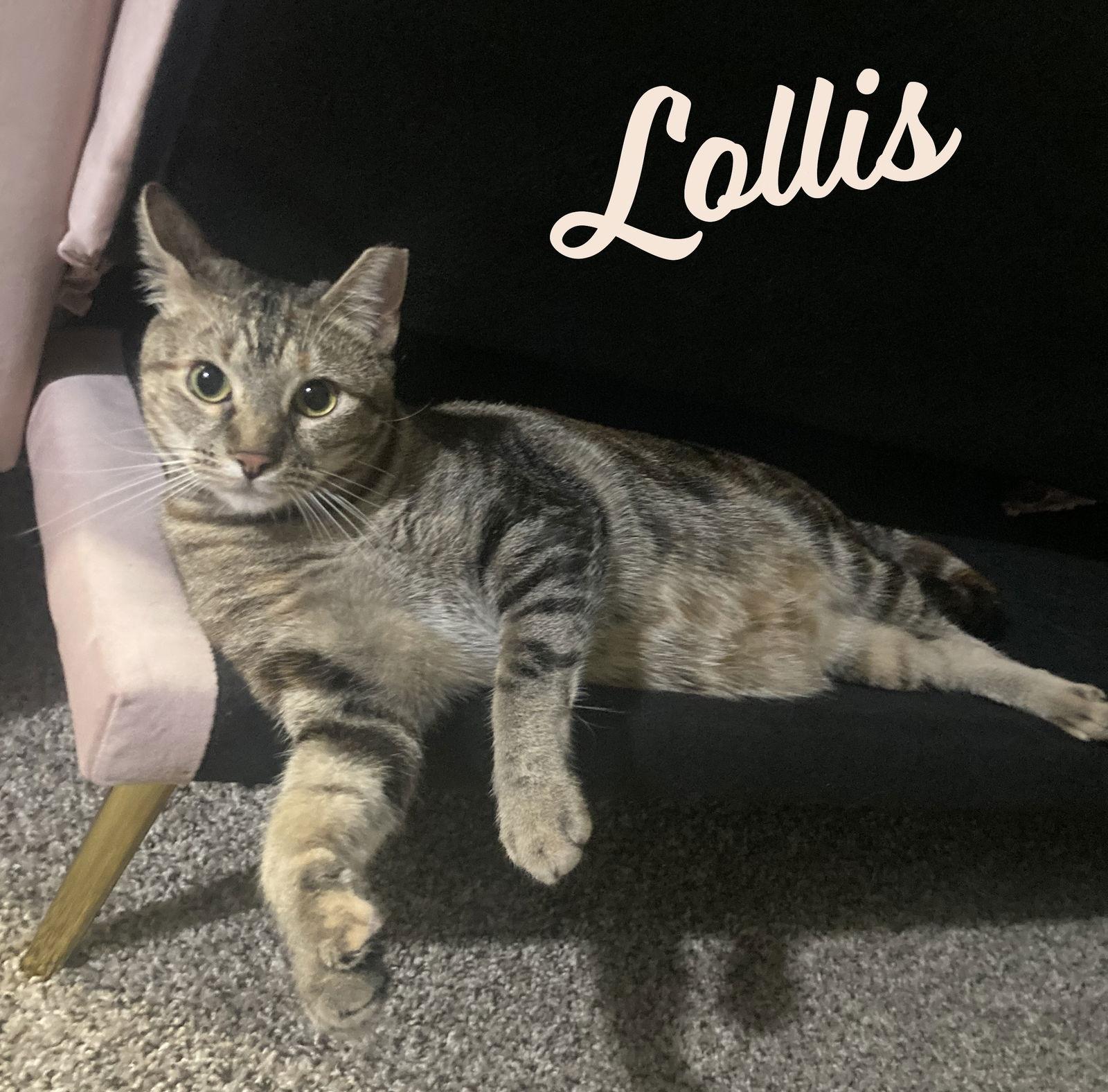 Lollis #great-playmate-for-kids, a Adoptable mixed breed in Houston, TX image 1/3