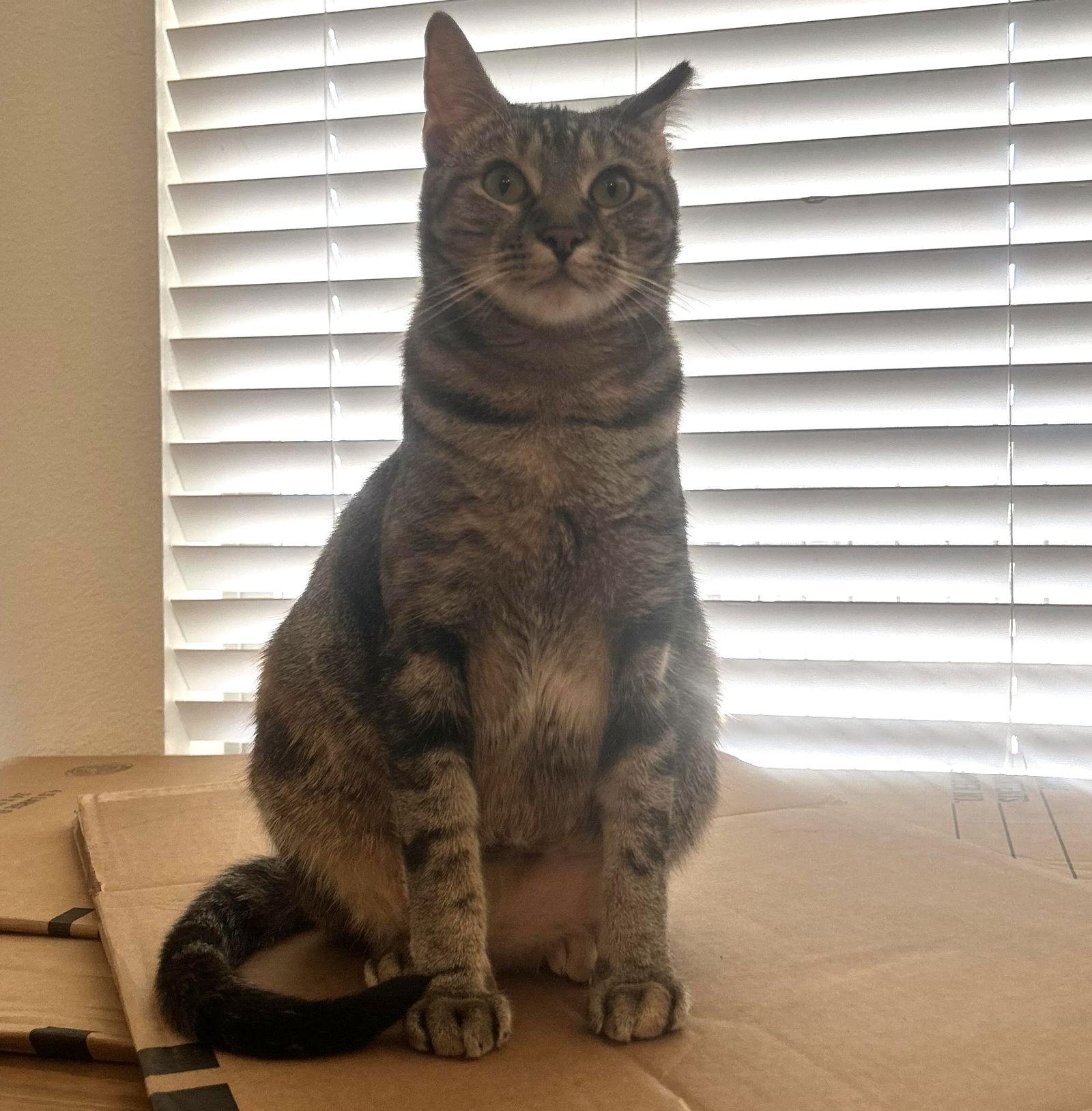 Lollis #great-playmate-for-kids, a Adoptable mixed breed in Houston, TX image 2/3