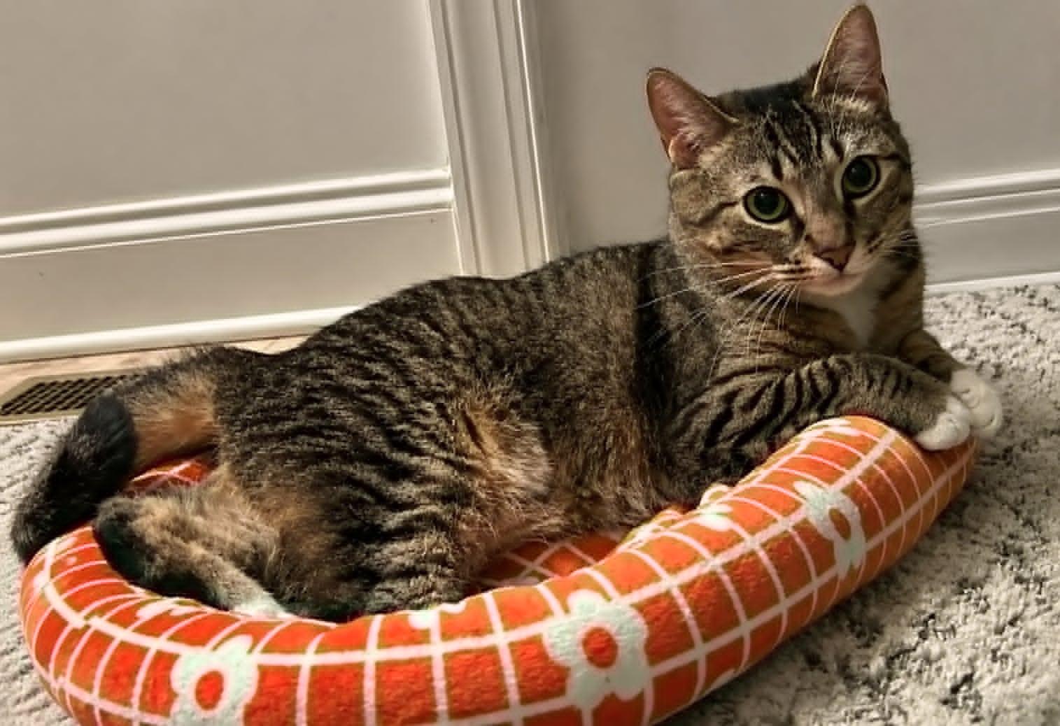 Enlarge Amelia (aka Elecktra), a ADOPTABLE mixed breed in Sanford, NC image 3/6