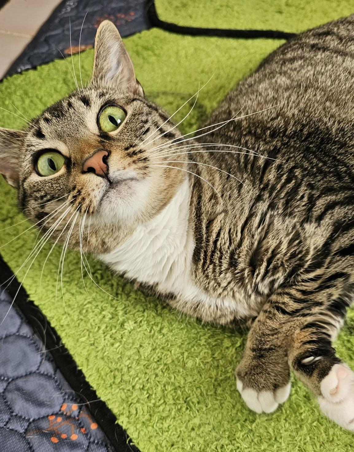 Enlarge Elecktra , a ADOPTABLE mixed breed in Sanford, NC image 3/3