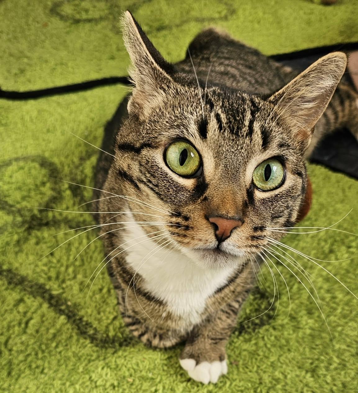 Enlarge Elecktra , a ADOPTABLE mixed breed in Sanford, NC image 2/3