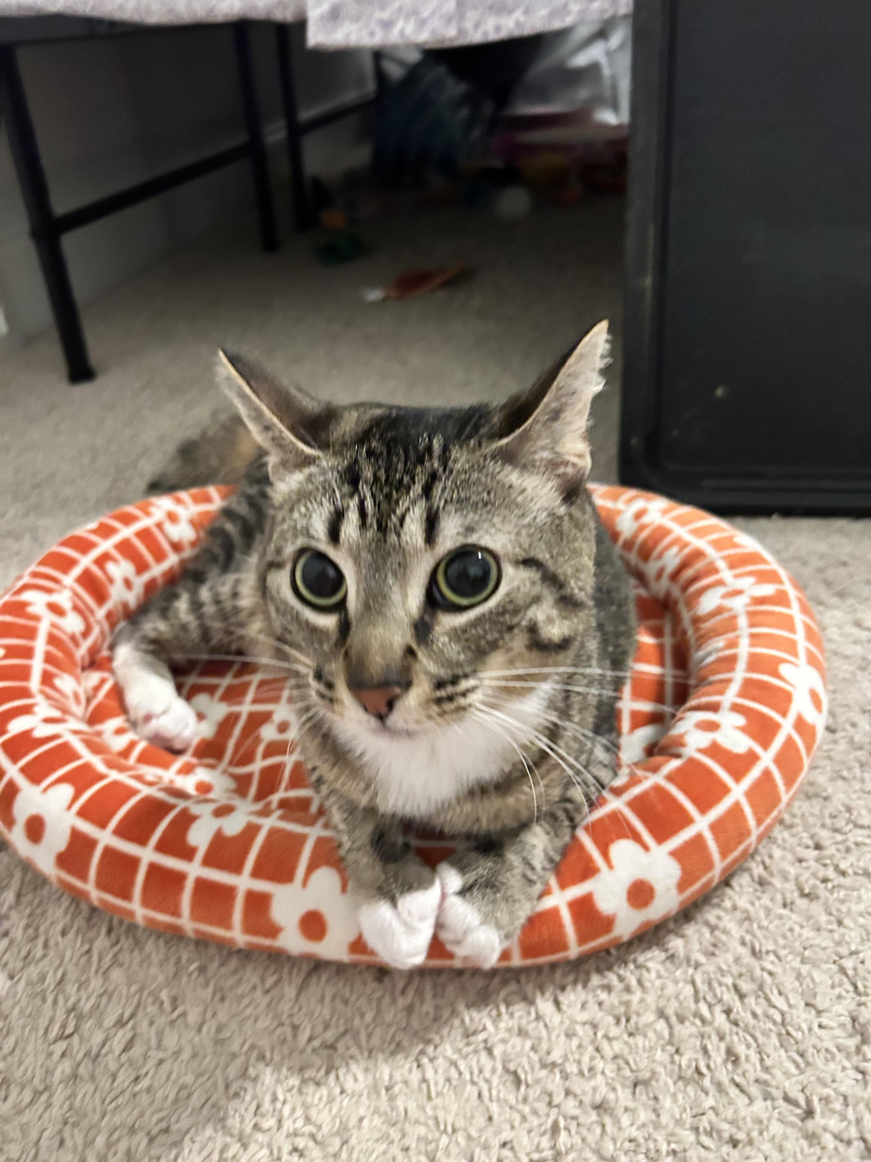 Enlarge Amelia (aka Elecktra), a ADOPTABLE mixed breed in Sanford, NC image 6/6