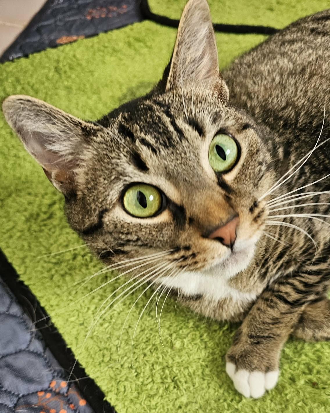 Enlarge Elecktra , a ADOPTABLE mixed breed in Sanford, NC image 1/3