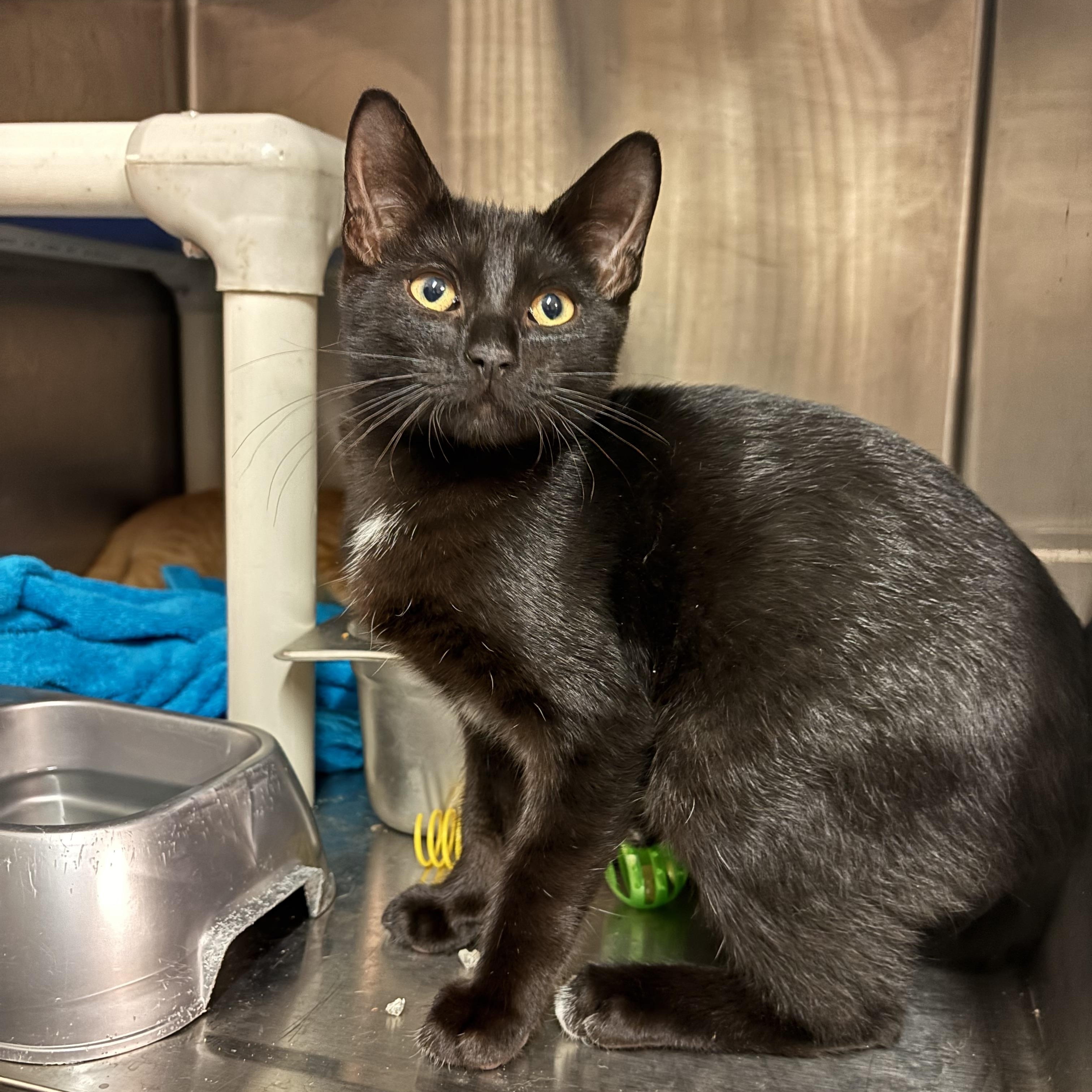 Enlarge Agamemnon CS-244/26, a Adoptable Domestic Short Hair in Burlington, ON image 1/1