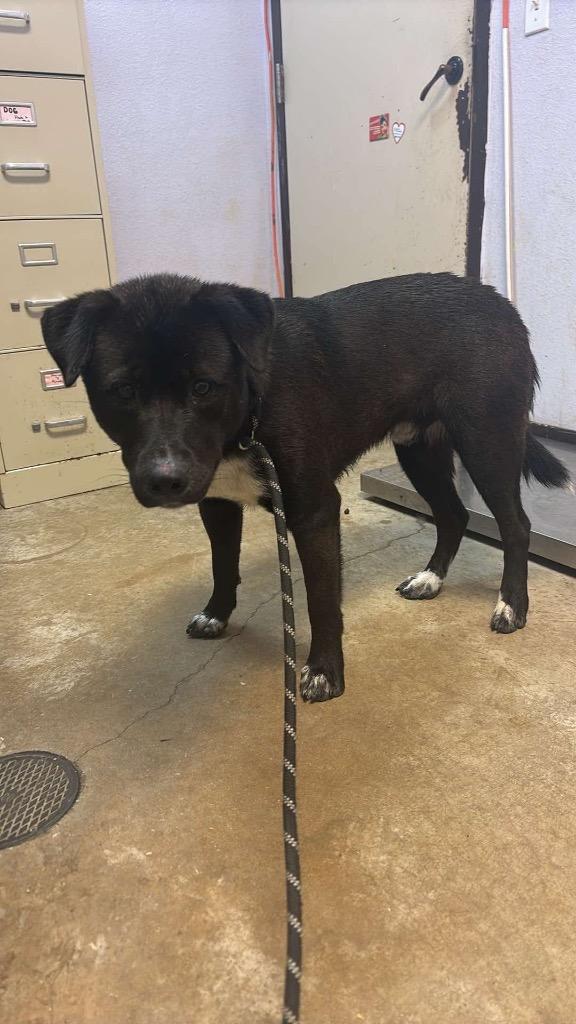 Midnight, a Adoptable mixed breed in New Braunfels, TX image 1/6