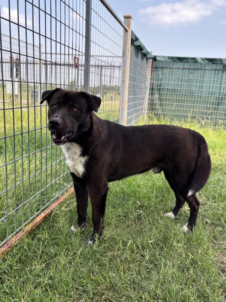 Midnight, a Adoptable mixed breed in New Braunfels, TX image 2/6