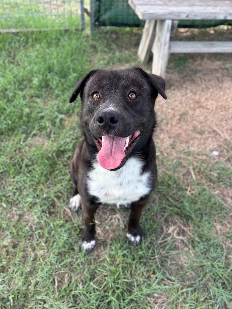 Midnight, a Adoptable mixed breed in New Braunfels, TX image 3/6