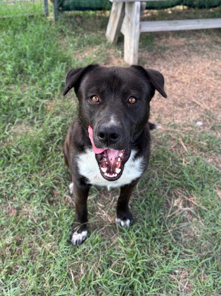 Midnight, a Adoptable mixed breed in New Braunfels, TX image 4/6