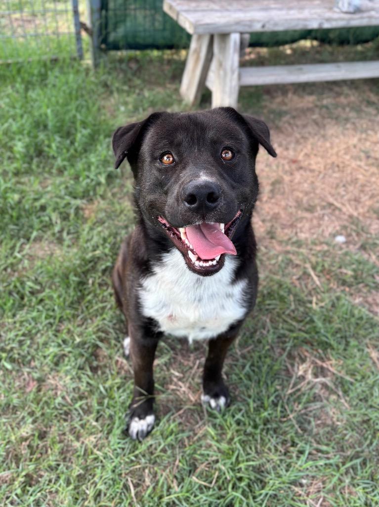 Midnight, a Adoptable mixed breed in New Braunfels, TX image 5/6