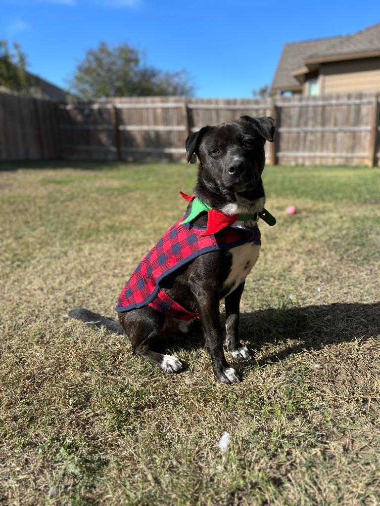 Midnight, a Adoptable mixed breed in New Braunfels, TX image 6/6