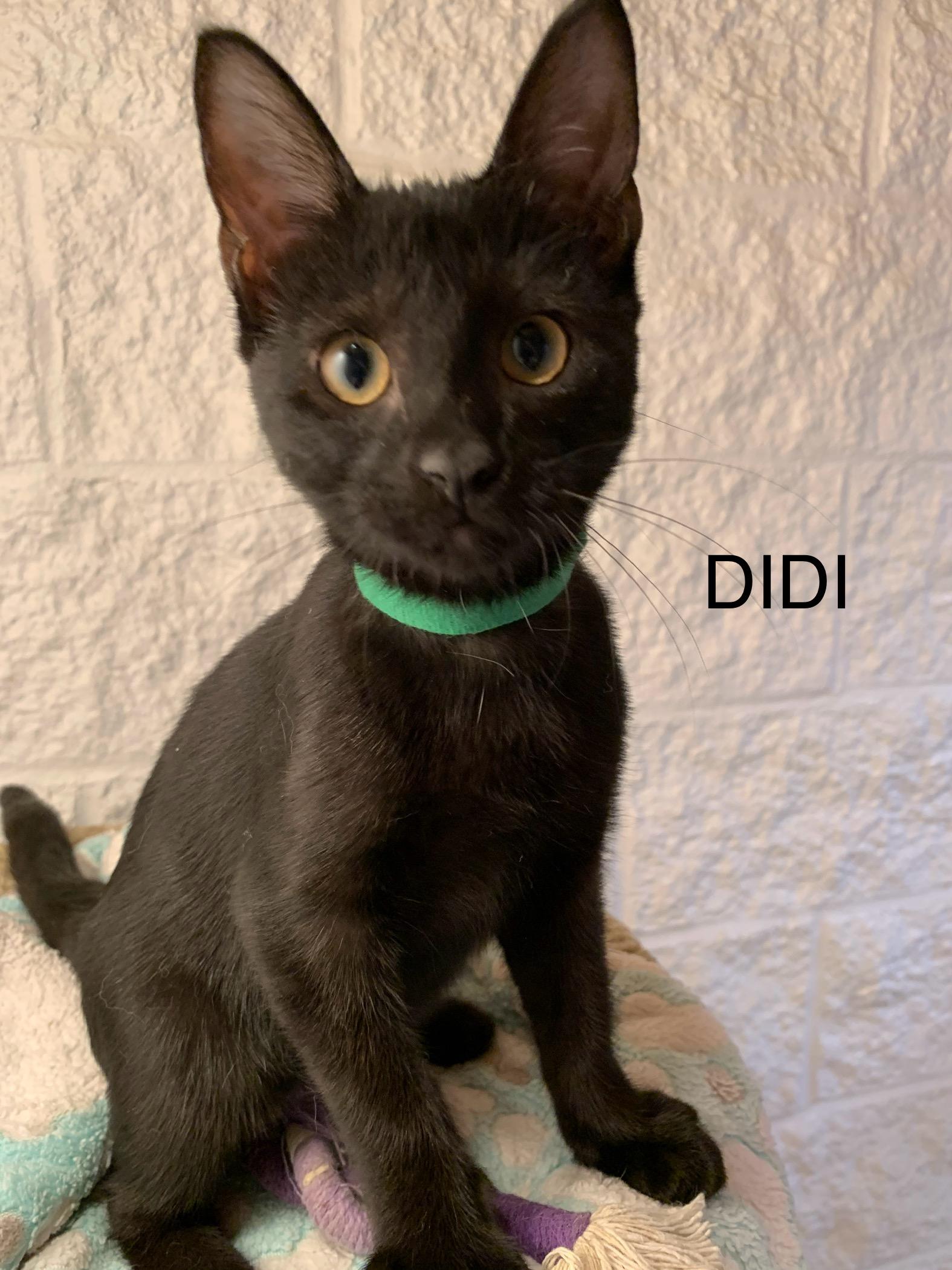 Didi, ADOPTABLE, Young Female Domestic Short Hair.
