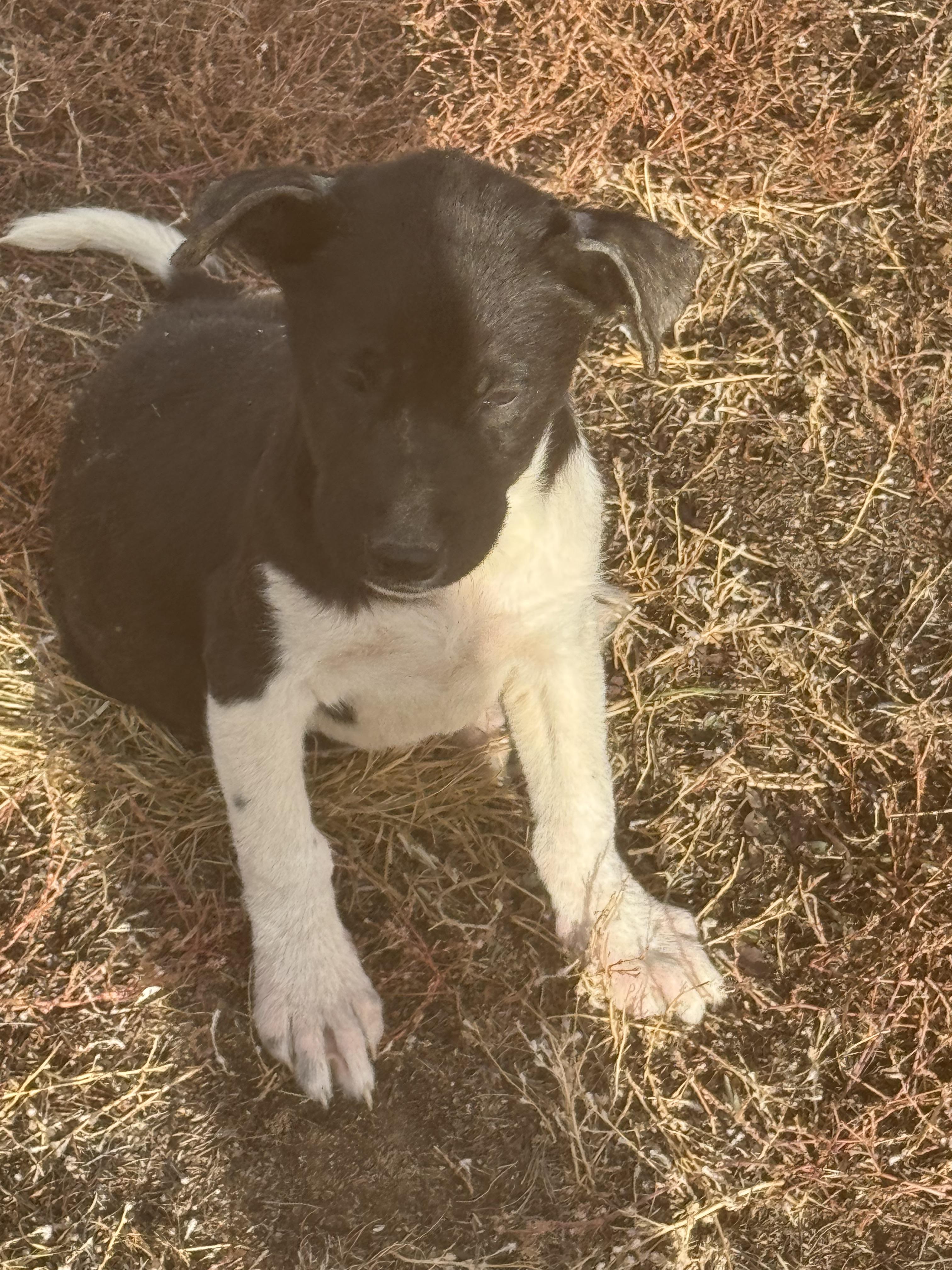Breeze, an adoptable Mixed Breed in Havre, MT, 59501 | Photo Image 3
