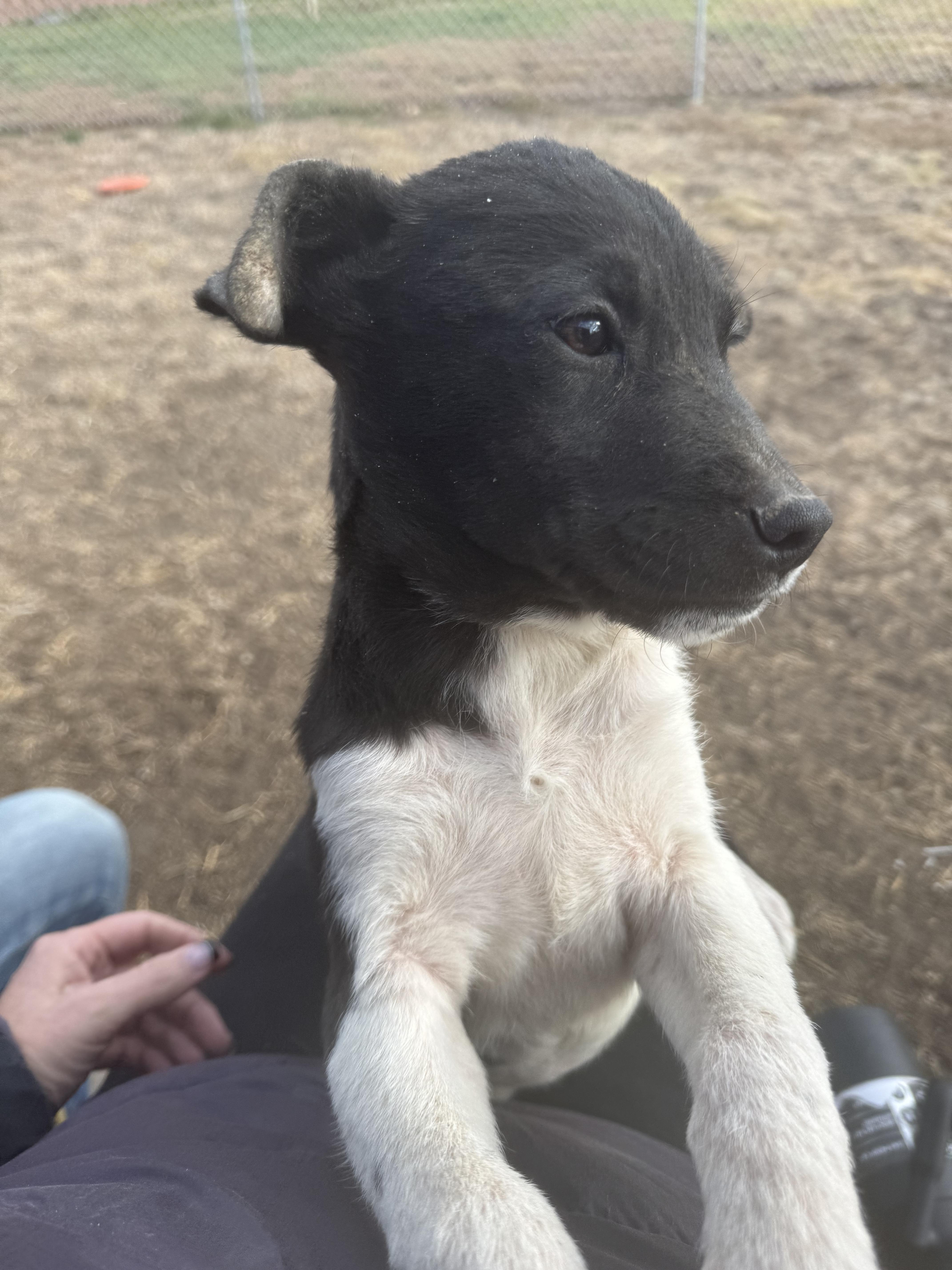 Breeze, an adoptable Mixed Breed in Havre, MT, 59501 | Photo Image 2
