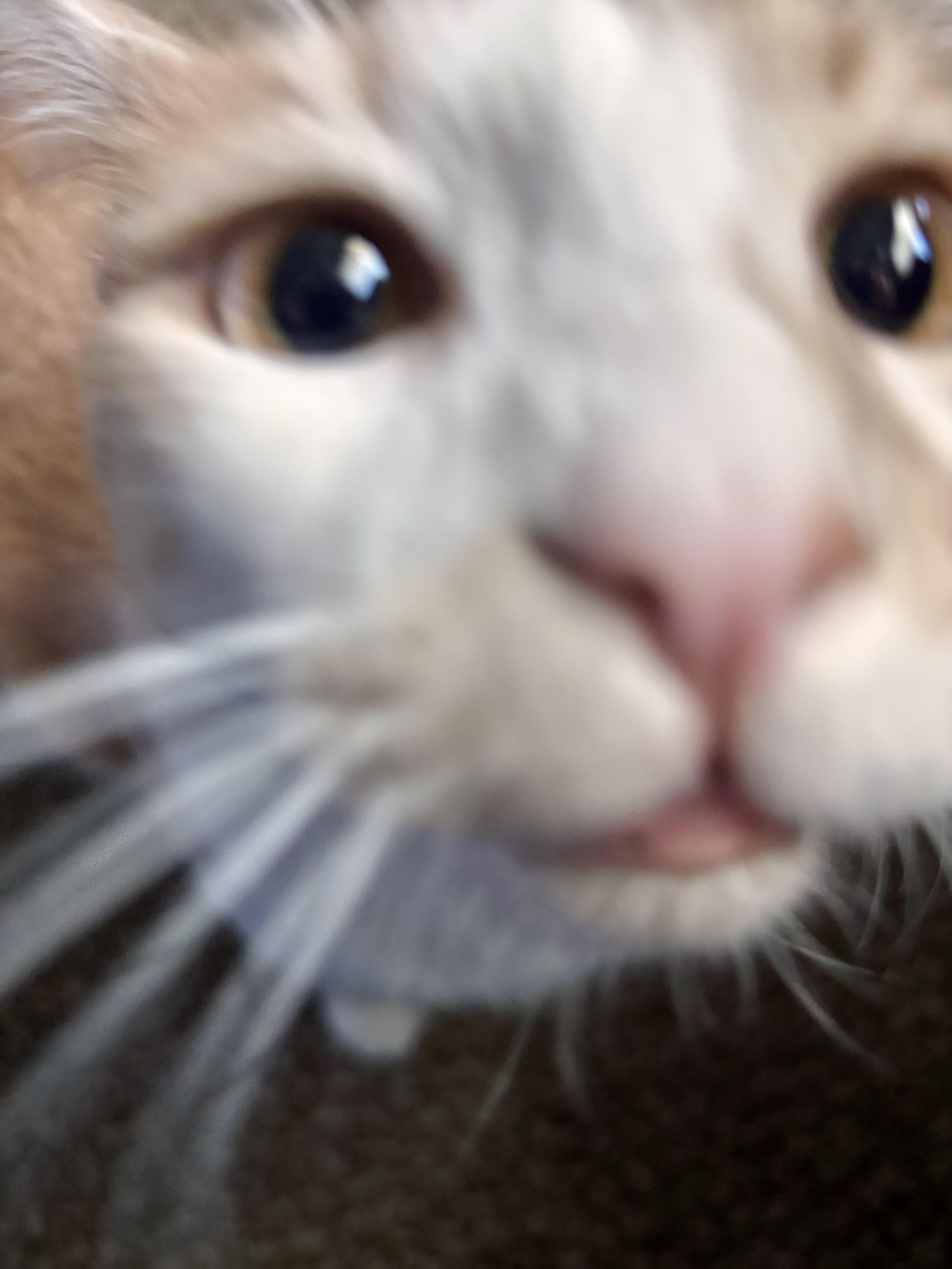 Harry, a ADOPTABLE Domestic Medium Hair in Penryn, CA image 2/5