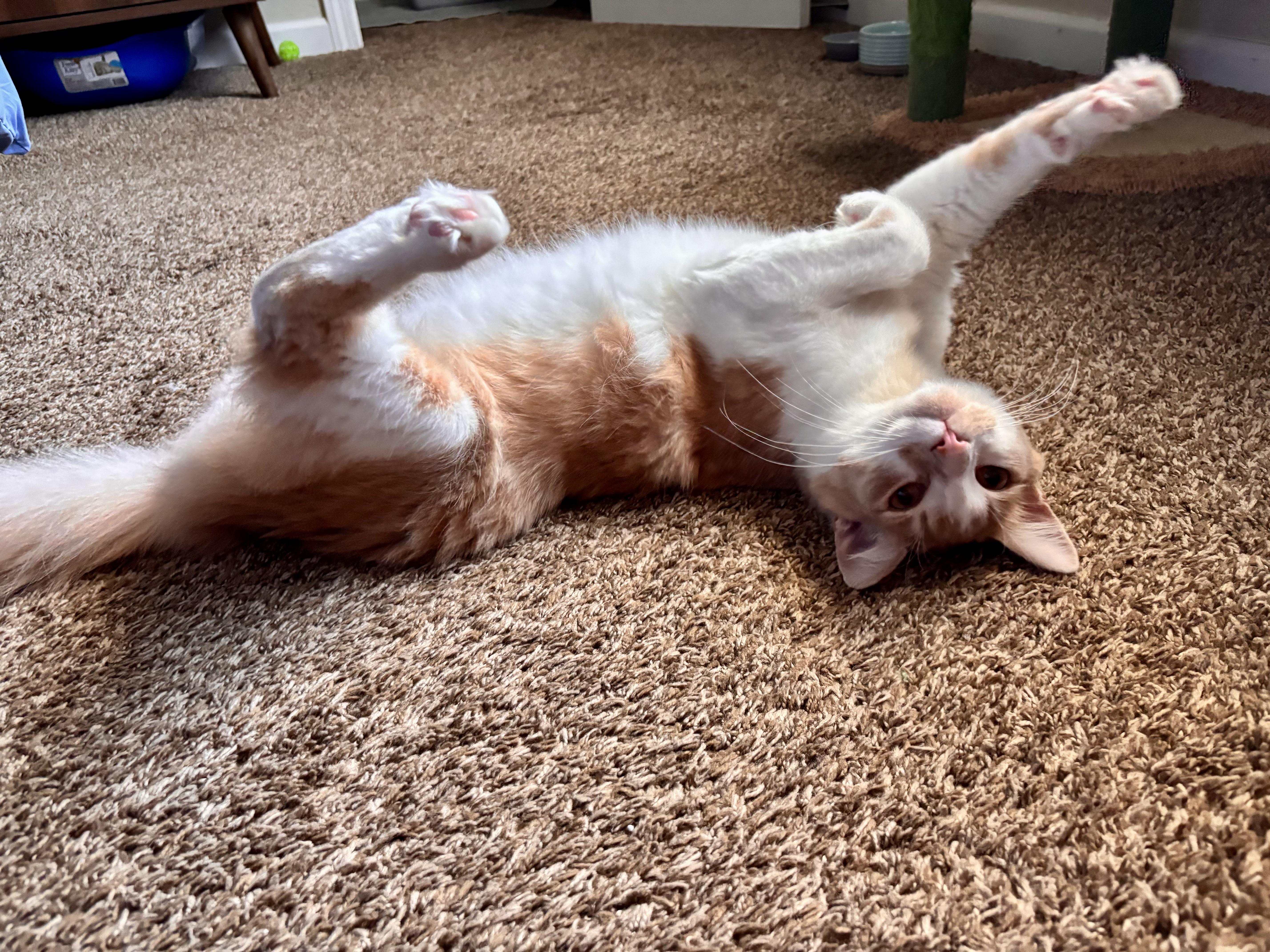Harry, a ADOPTABLE Domestic Medium Hair in Penryn, CA image 4/5